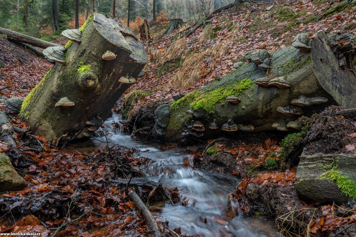 U Bukovského vodopádu - Foto Petr Germanič 0123