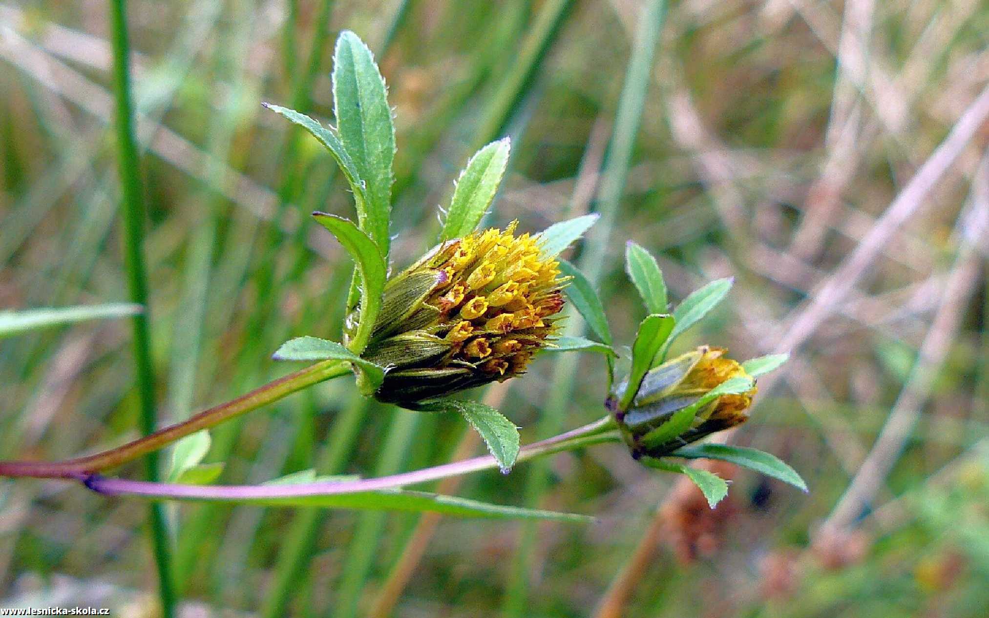 Dvouzubec černý - Bidens frondosa - Foto Pavel Stančík 0223