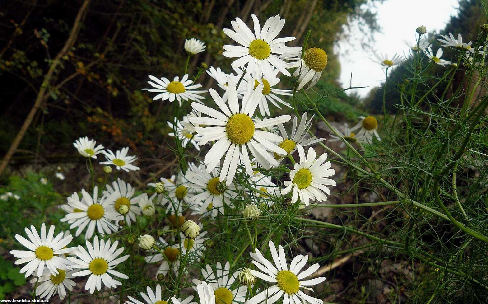 Heřmánkovec nevonný - Tripleurospermum inodorum - Foto Pavel Stančík 0223