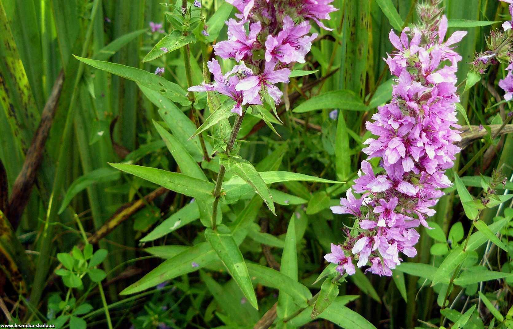 Kyprej vrbice - Lythrum salicaria - Foto Pavel Stančík 0223