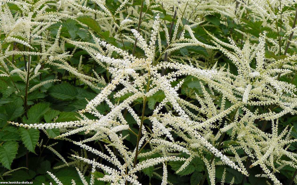 Udatna lesní - Aruncus sylvestris - Foto Pavel Stančík 0223