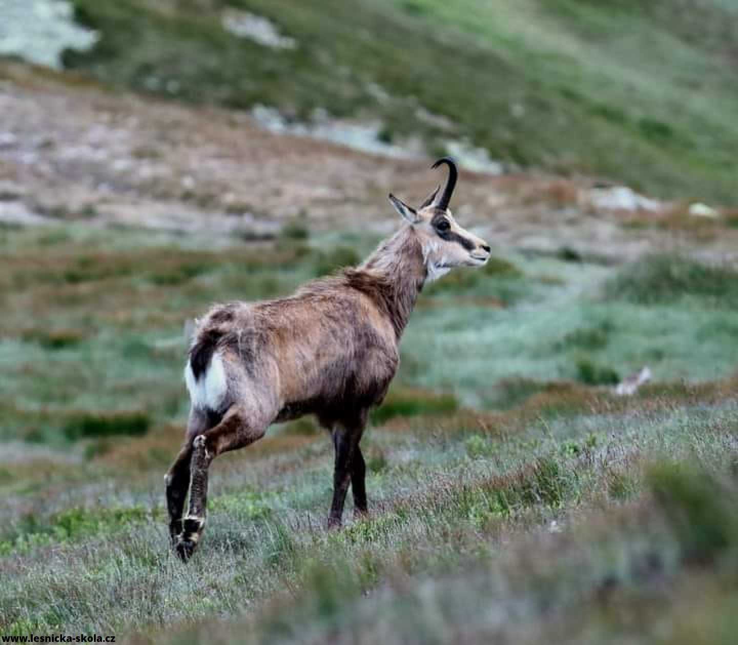 Kamzík horský - Foto Marek Zimka 0223 (3)