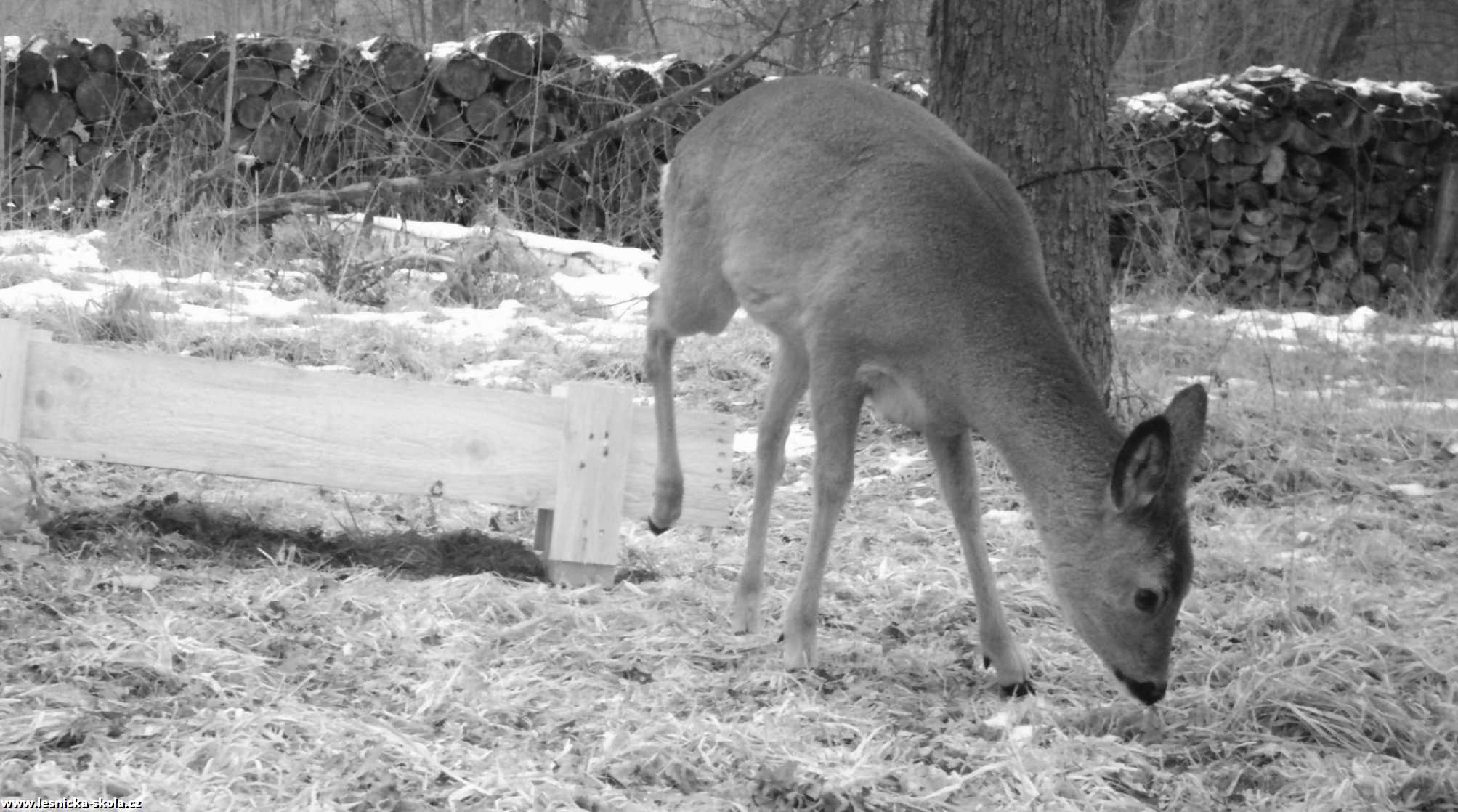 Srnčí zvěř objektivem fotopastí - Foto Ladislav Jonák 0223 (5)