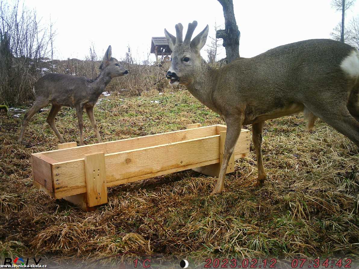 Srnčí zvěř objektivem fotopastí - Foto Ladislav Jonák 0223 (6)