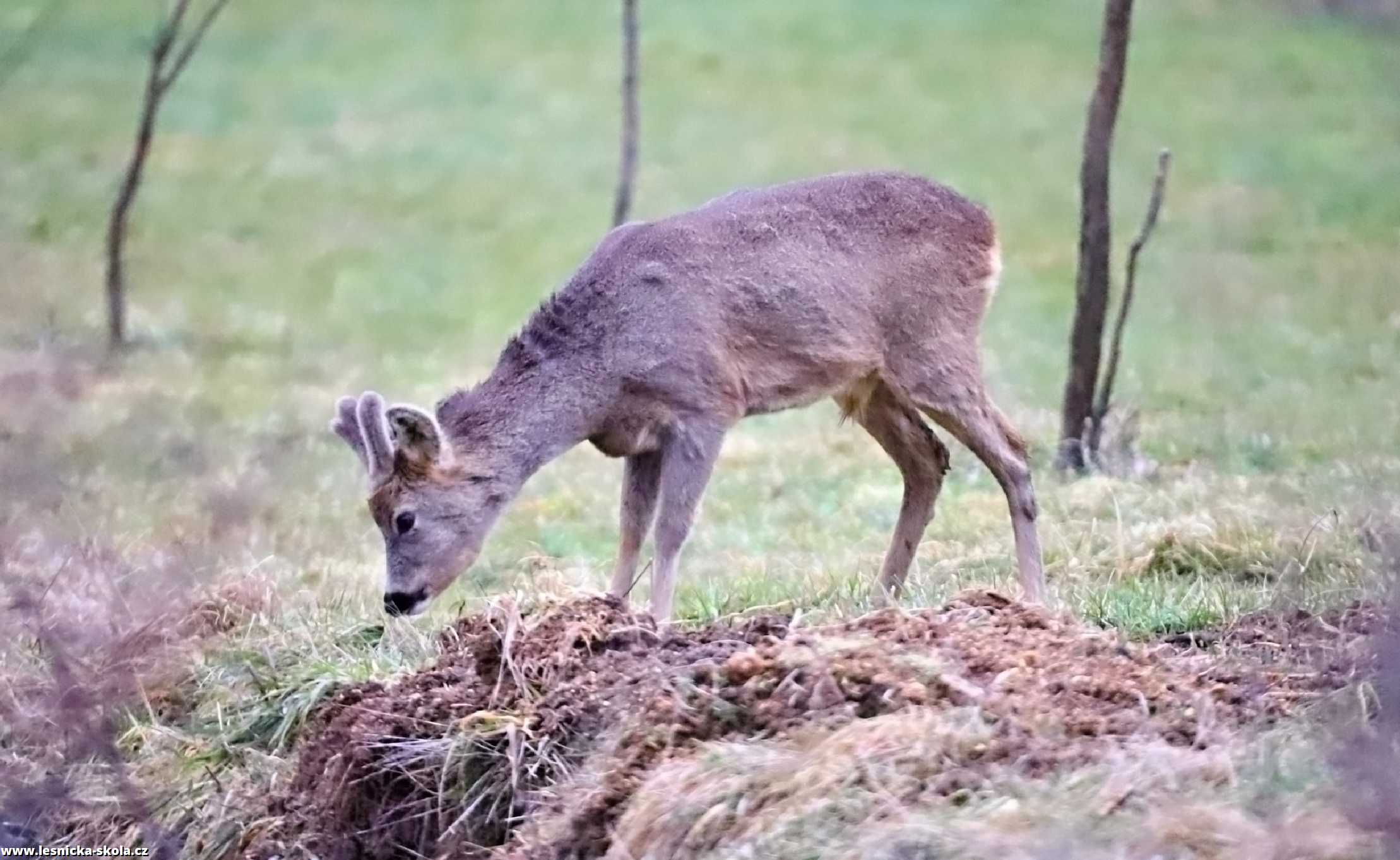 Srnčí zvěř objektivem fotopastí - Foto Ladislav Jonák 0223 (7)