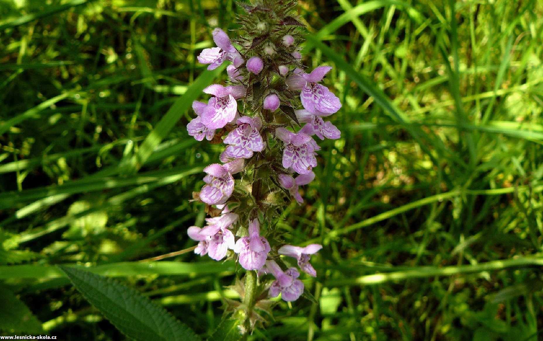 Čistec bahenní - Stachys palustris - Foto Pavel Stančík 0223