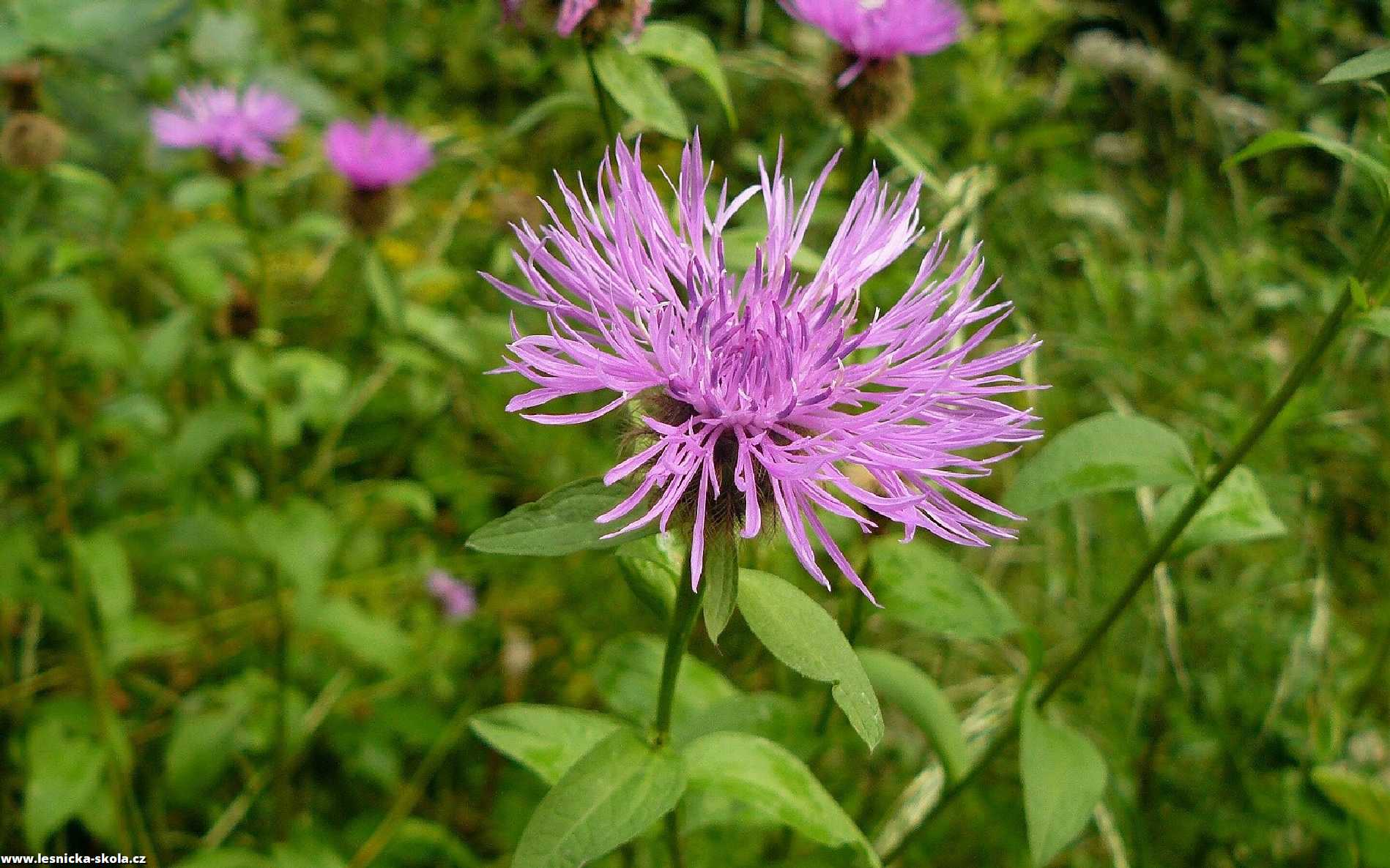 Chrpa parukářka - Centaurea pseudophrygia - Foto Pavel Stančík 0323 (1)