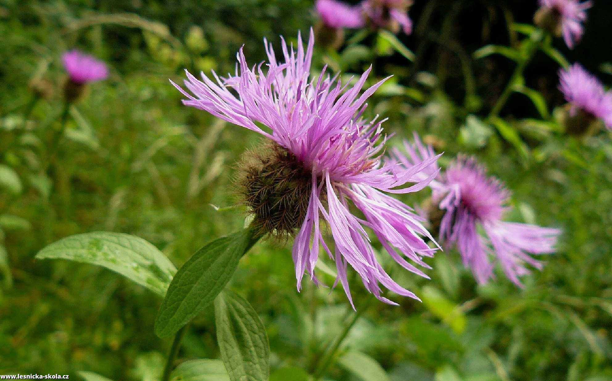 Chrpa parukářka - Centaurea pseudophrygia - Foto Pavel Stančík 0323