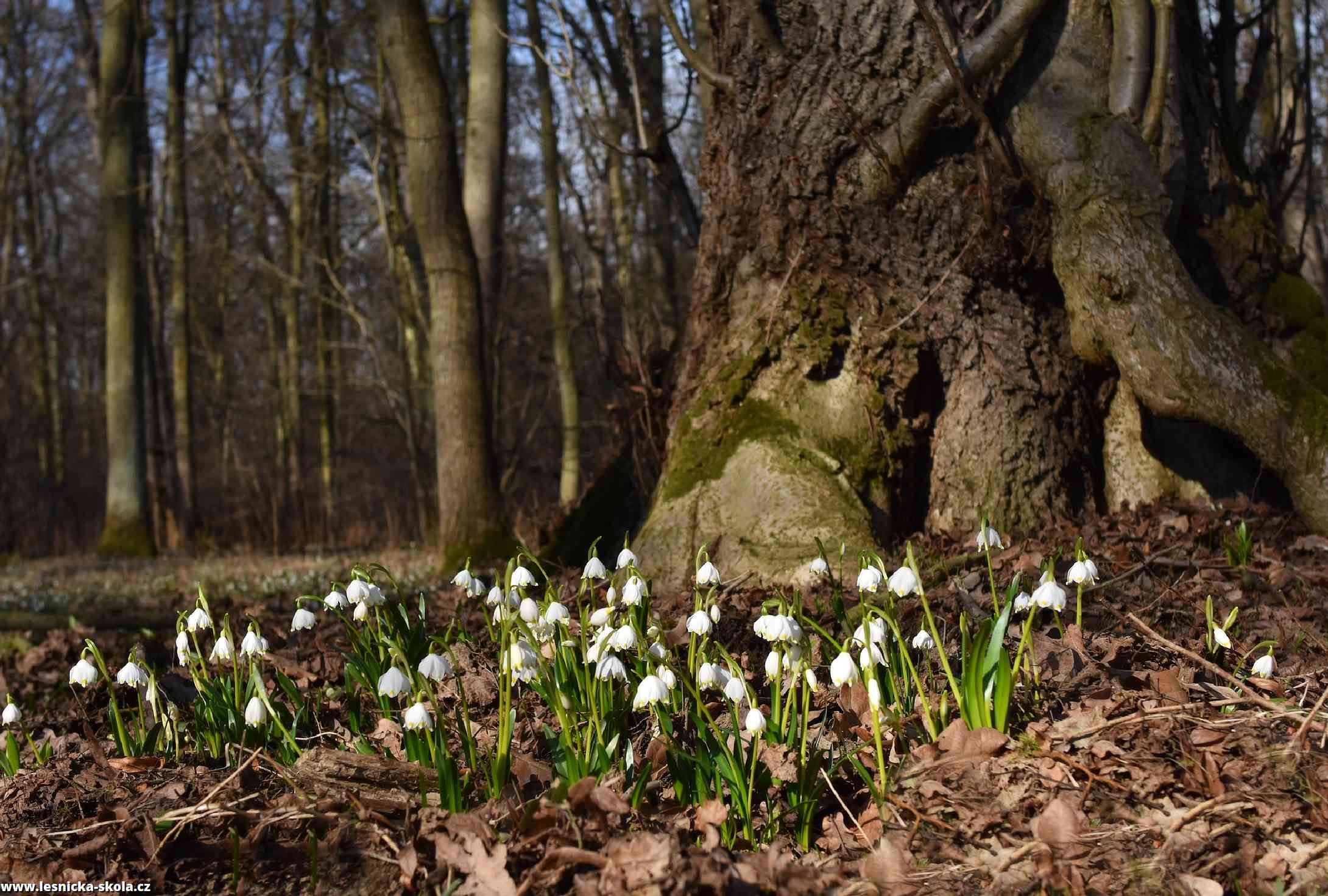 Rozkvetlé Pomoraví - Foto Marie Vykydalová 0323