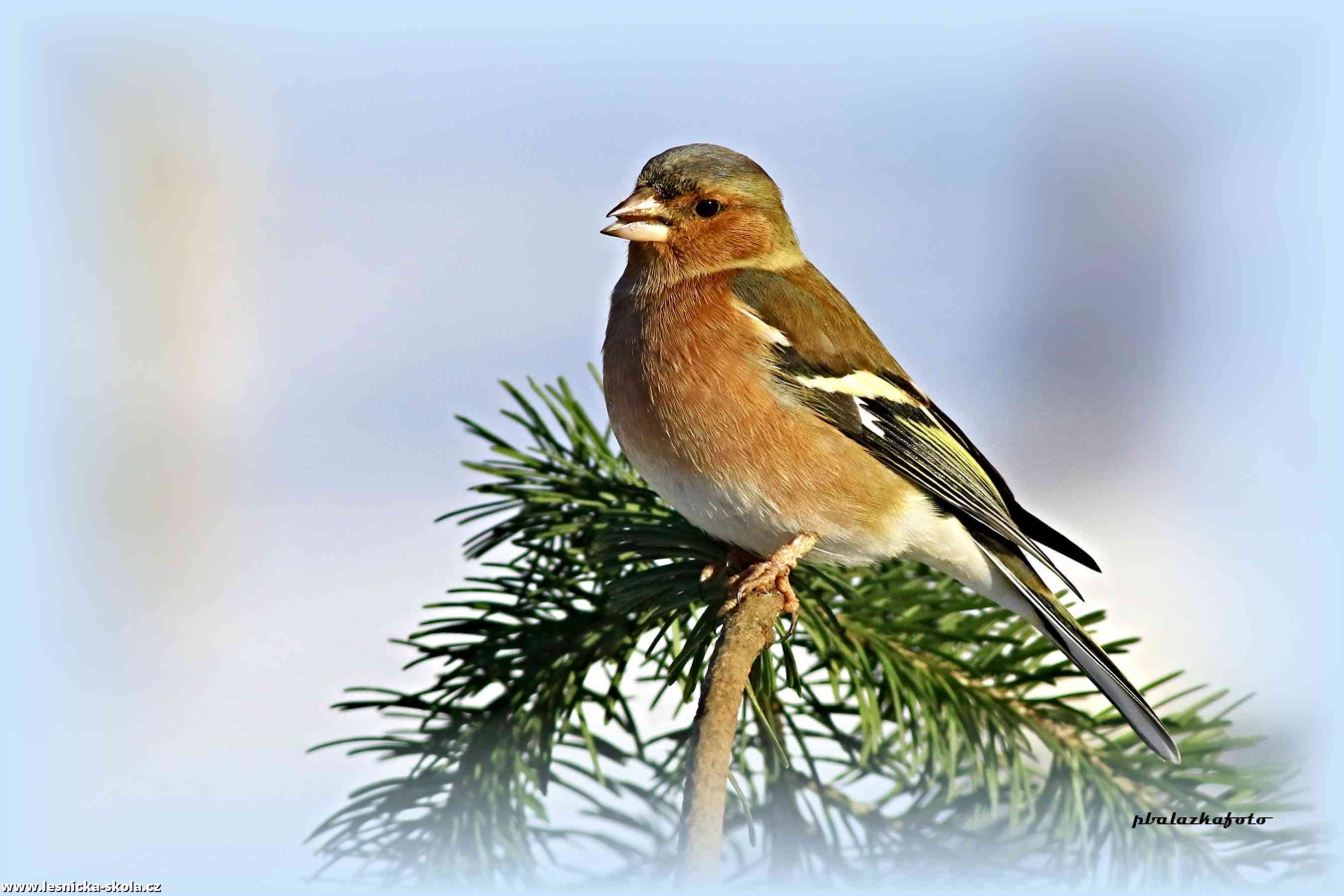 Pěnkava obecná - Fringilla coelebs - Foto Pavel Balazka 0123 (1)