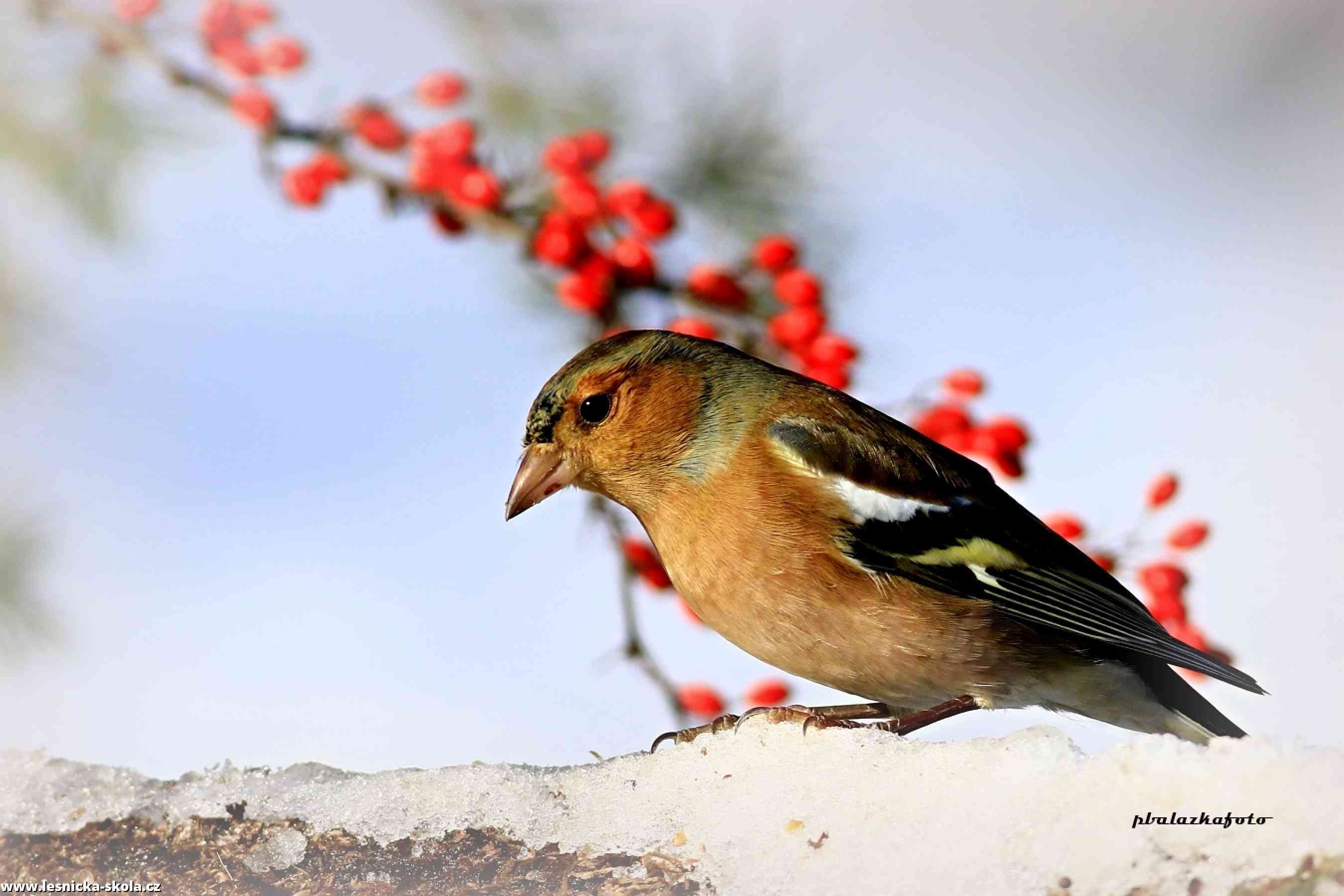 Pěnkava obecná - Fringilla coelebs - Foto Pavel Balazka 0123