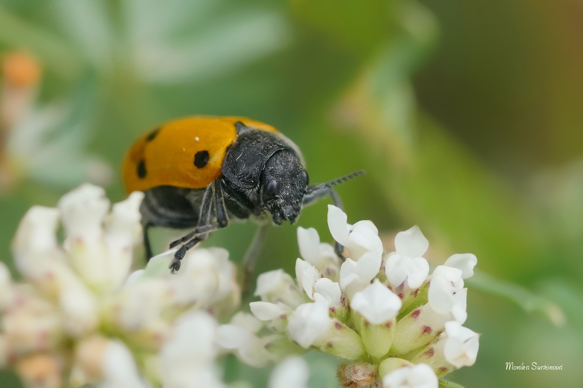 Mandelinka - Lachnaia sexpunctata - Foto Monika Suržinová 0323