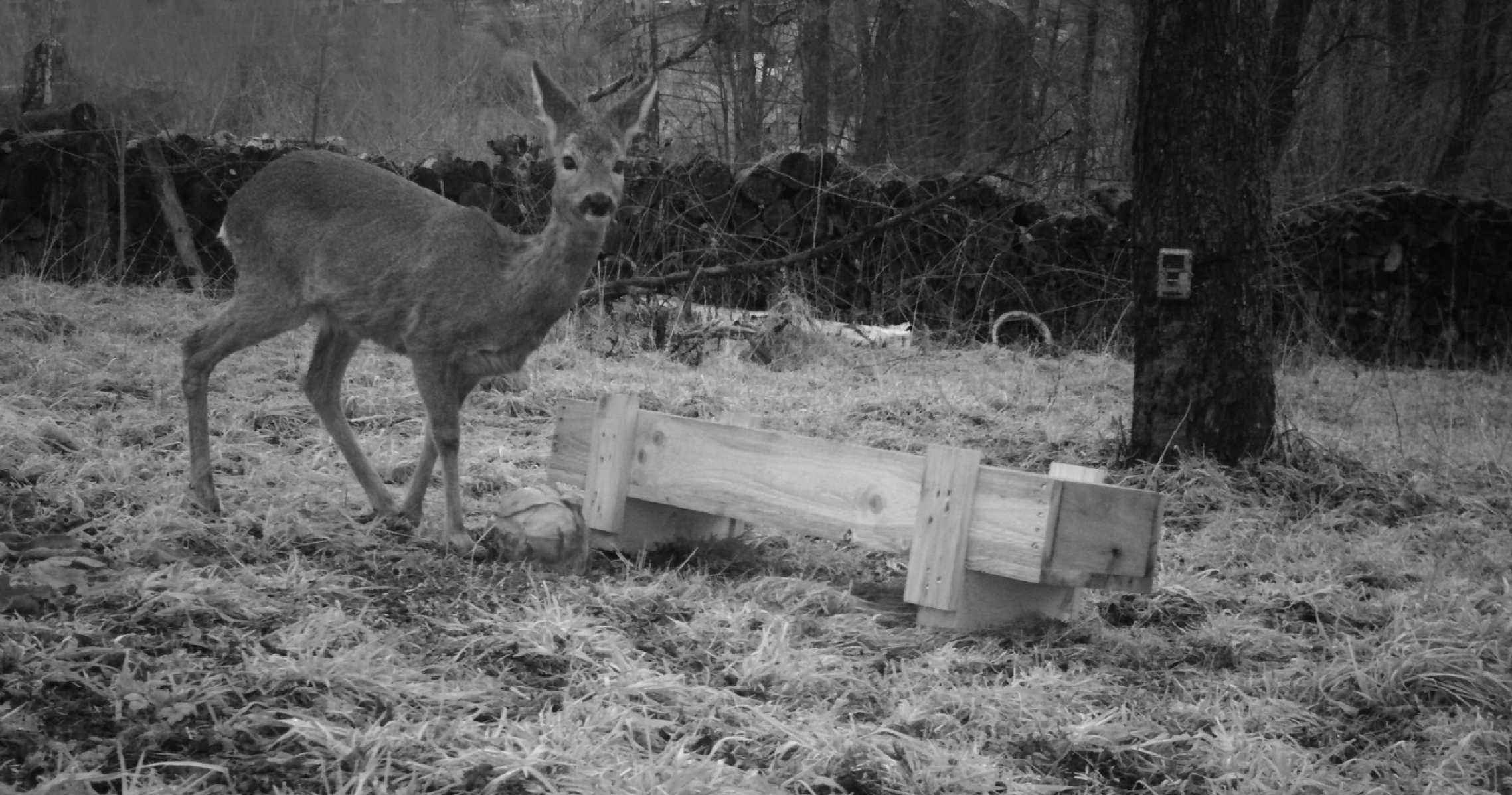 Život u krmelce zachycený fotopastí - Foto Ladislav Jonák 0223 (3)