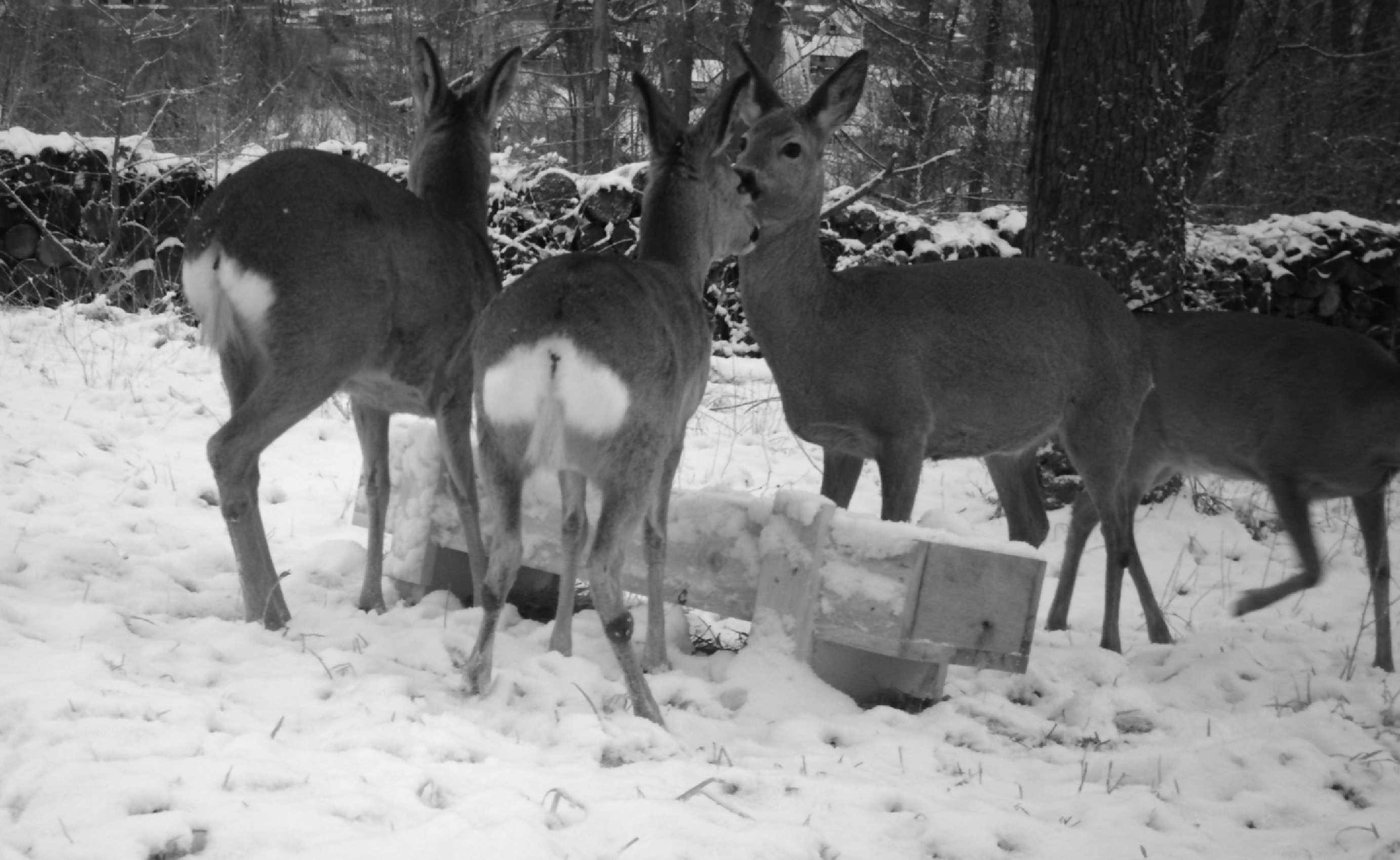 Život u krmelce zachycený fotopastí - Foto Ladislav Jonák 0223 (4)