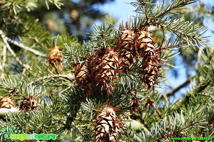 Douglaska tisolistá - Pseudotsuga menziesii - Foto  Karel Kříž