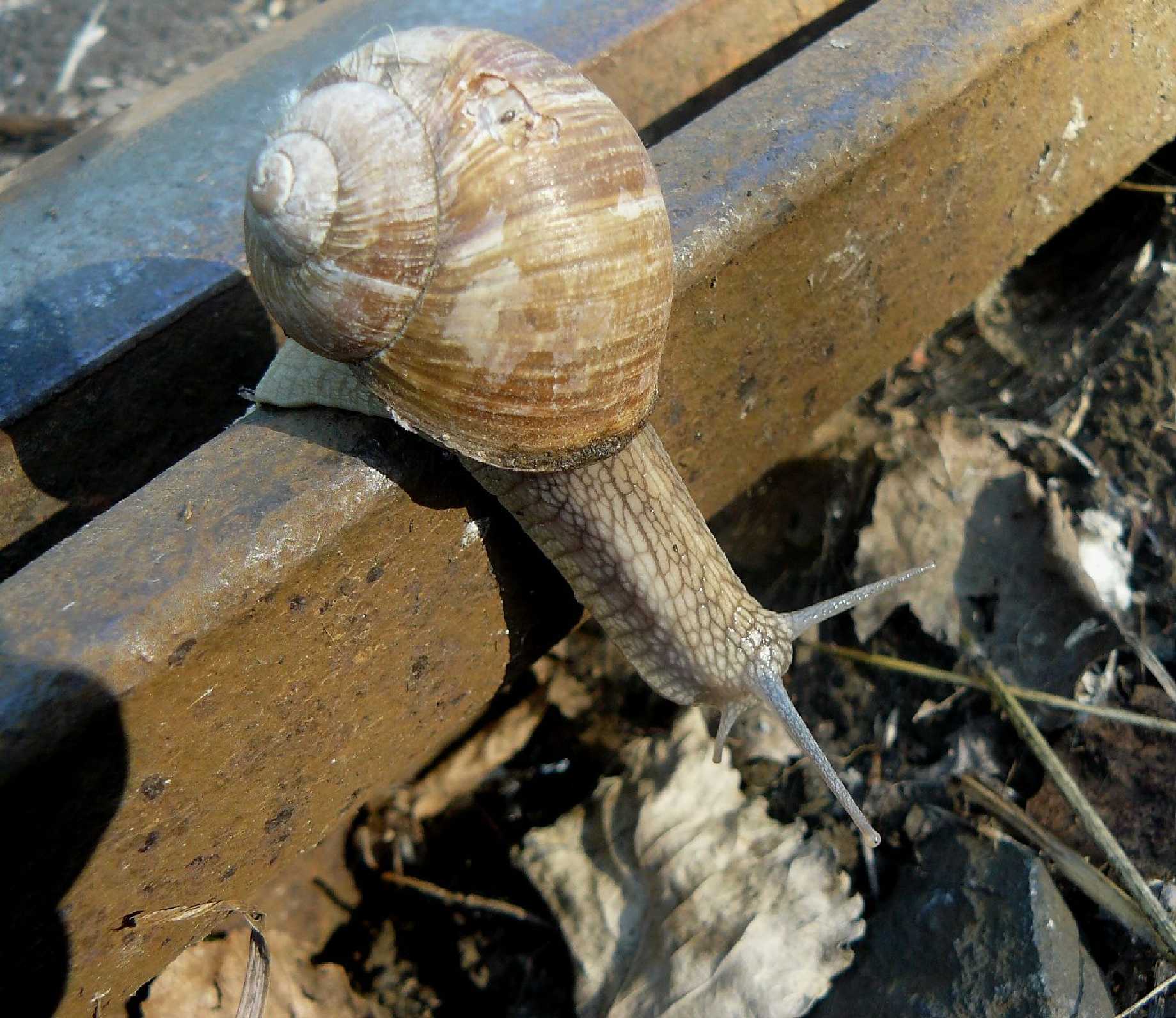 Hlemýžď - Foto Pavel Stančík 0323