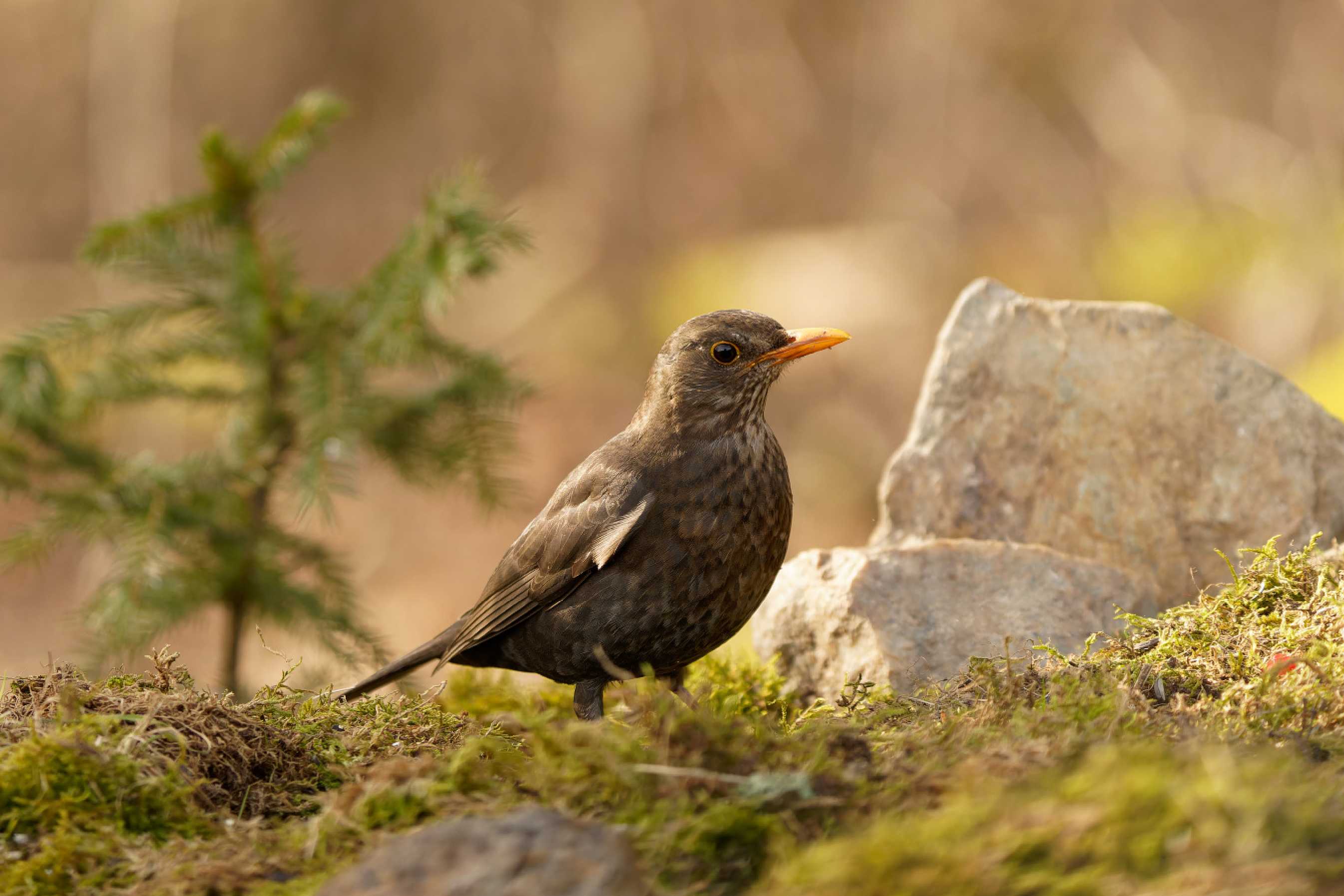 Kos černý - Turdus merula - Foto Irena Wenischová 0423 (1)