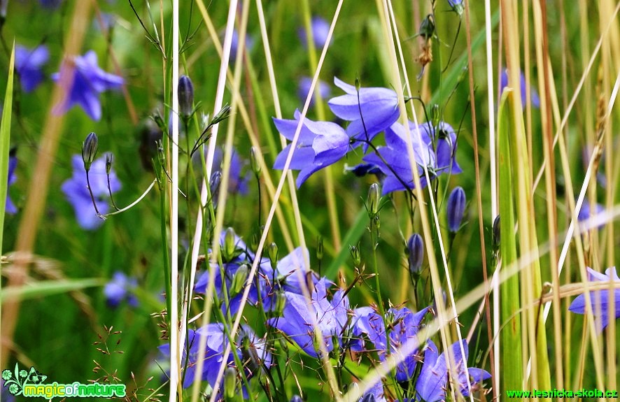 Zvonek okrouhlolistý - Campanula rotundifolia - Foto Karel Kříž