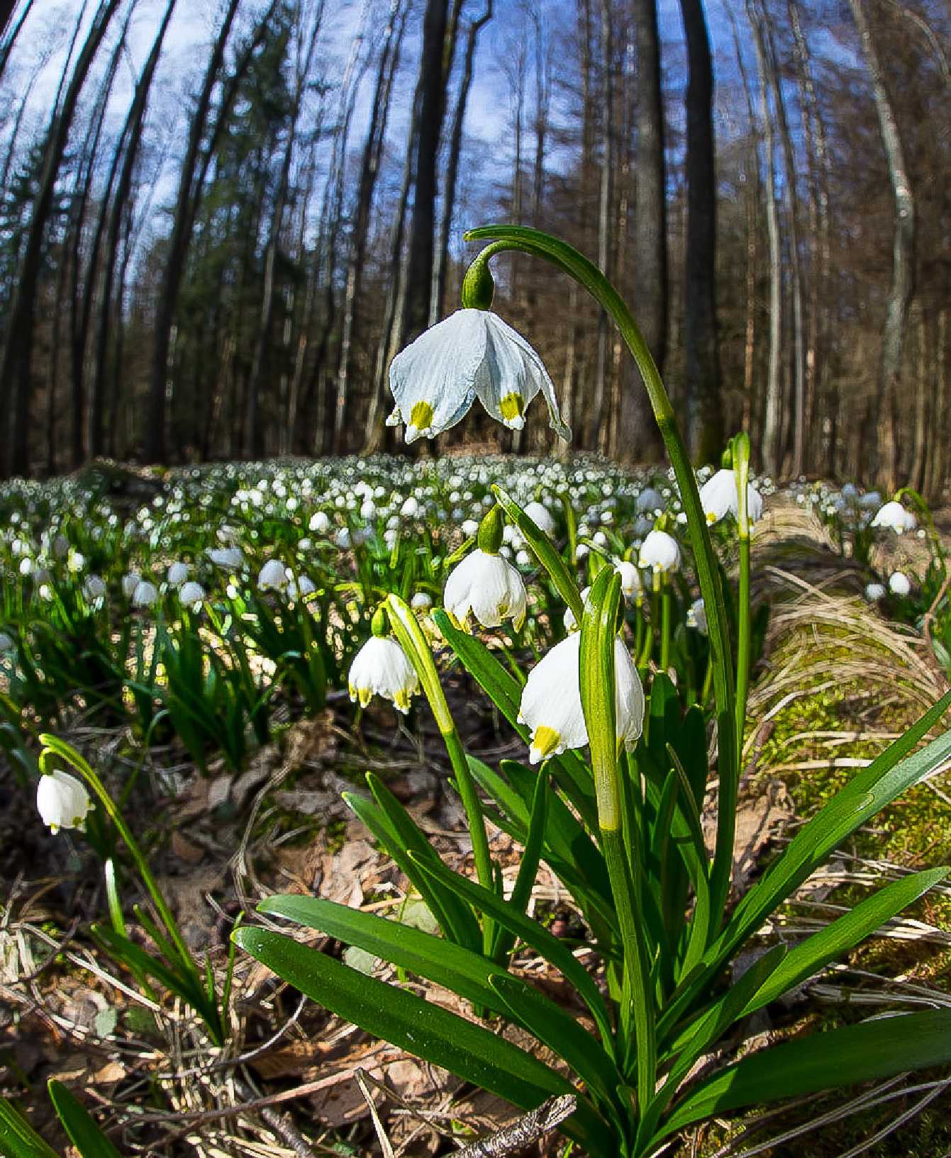 Bledule ve Vršovské olšině - Foto Ladislav Hanousek 0423 (4)