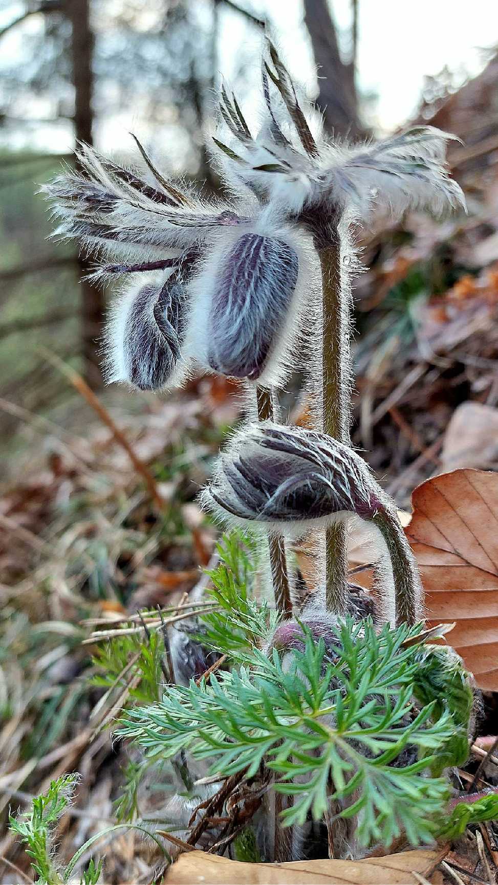 Koniklec luční český - Pulsatilla pratensis, subsp. bohemica - Foto Robert Kopecký 0323