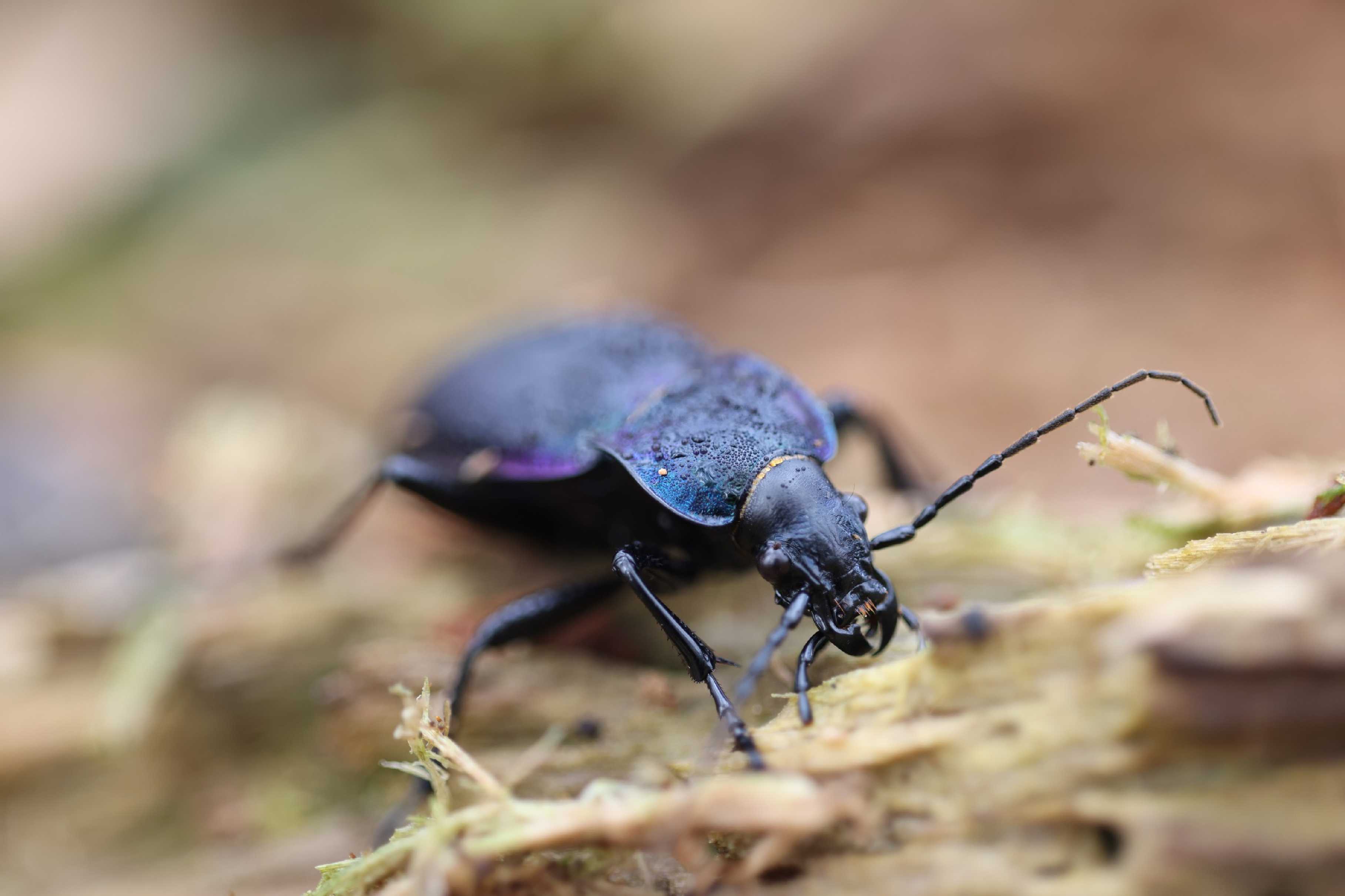 Střevlík fialový - Carabus violaceus - Foto Jana Vondráčková 0223 (1)