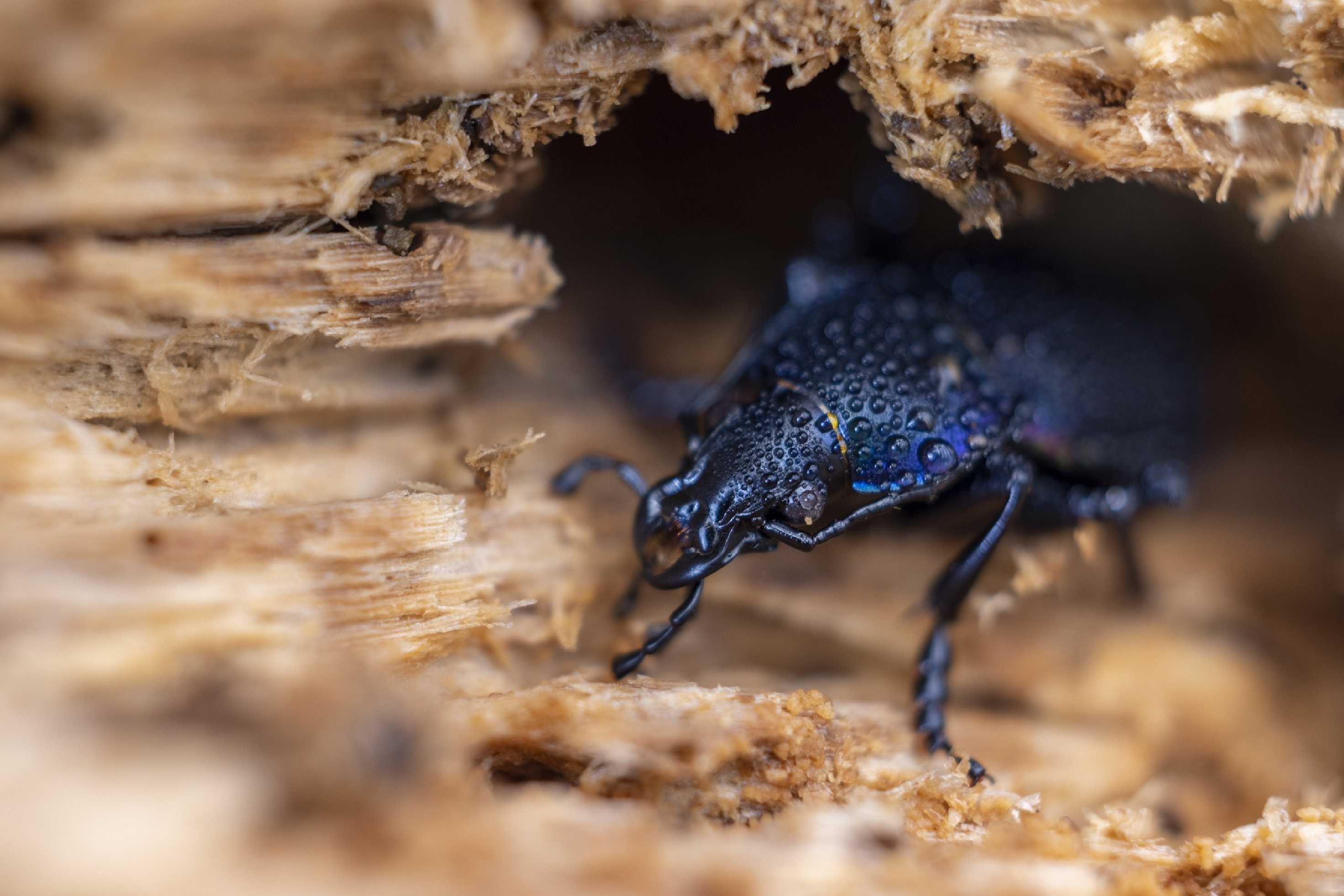 Střevlík fialový - Carabus violaceus - Foto Jana Vondráčková 0223