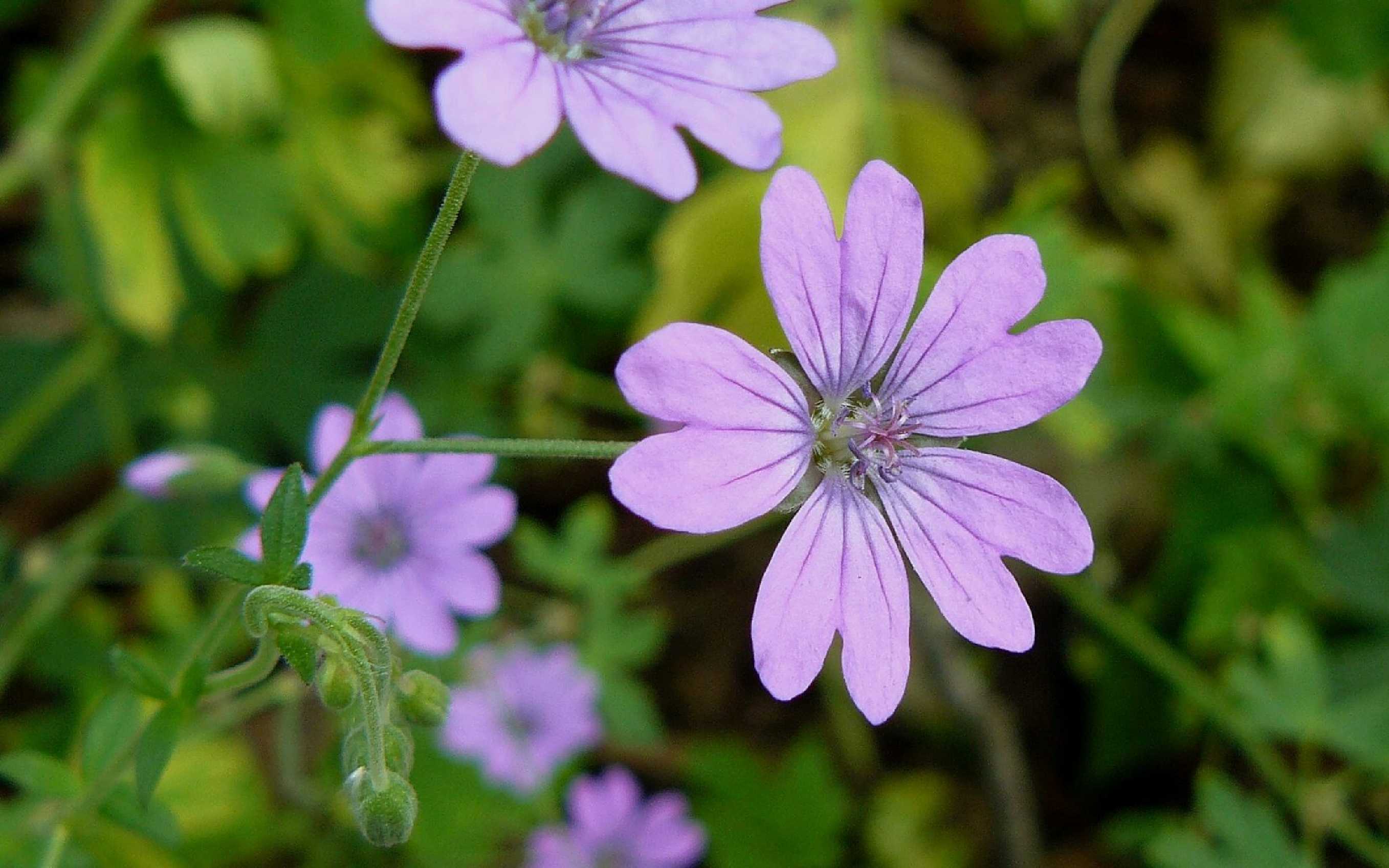 Kakost pyrenejský - Geranium pyrenaicum - Foto Pavel Stančík 0423