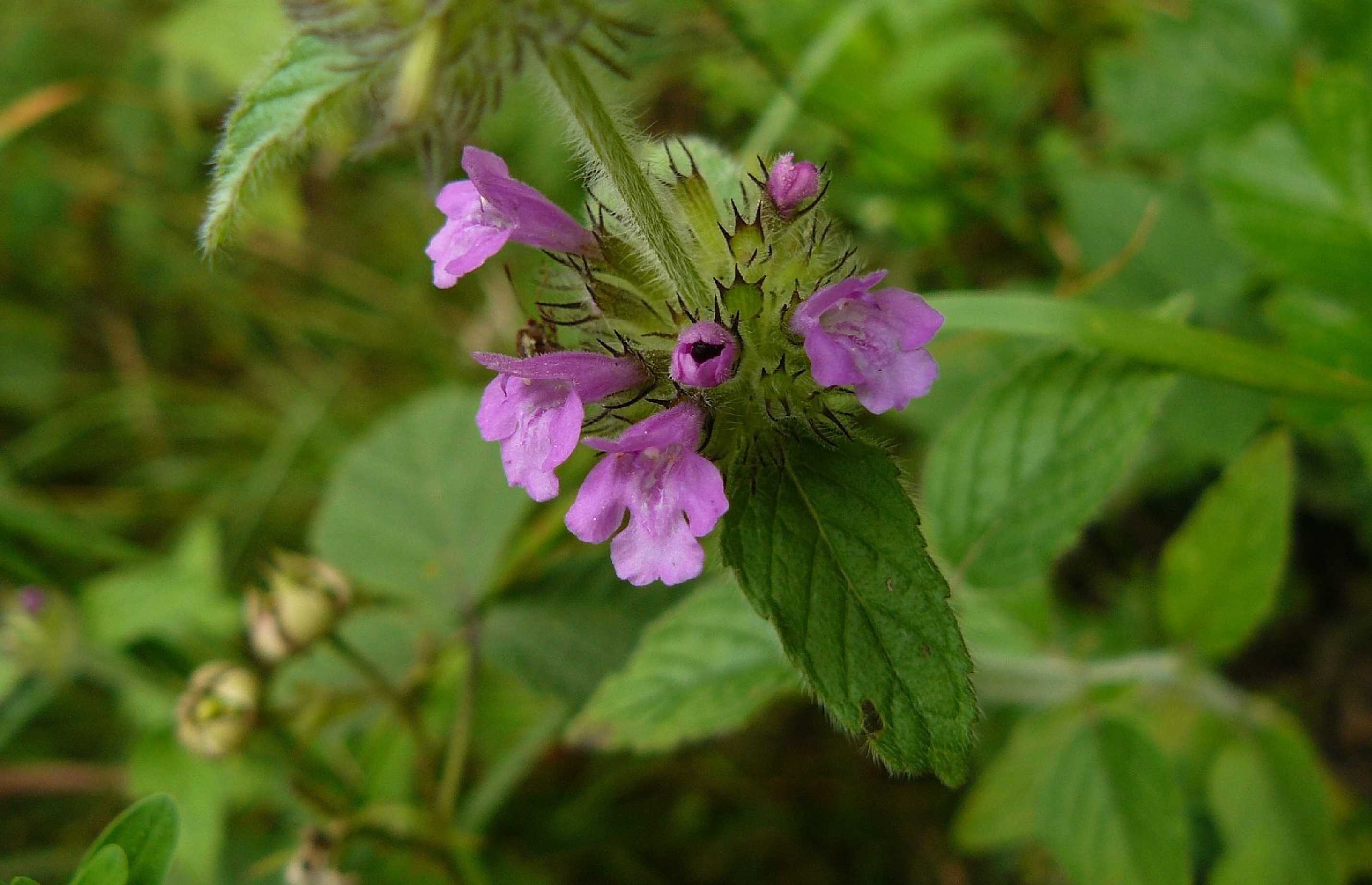 Klinopád obecný - Clinopodium vulgare - Foto Pavel Stančík 0423