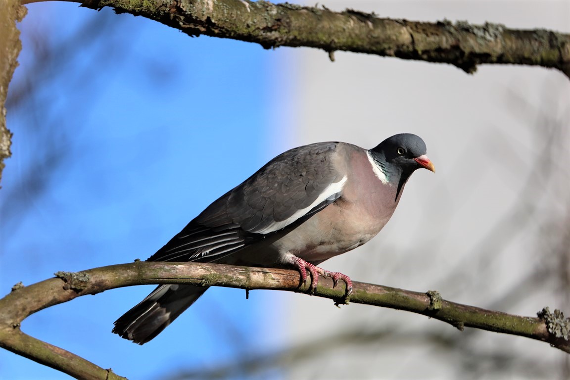 Holub hřivnáč - Foto František Novotný 0523 (1)