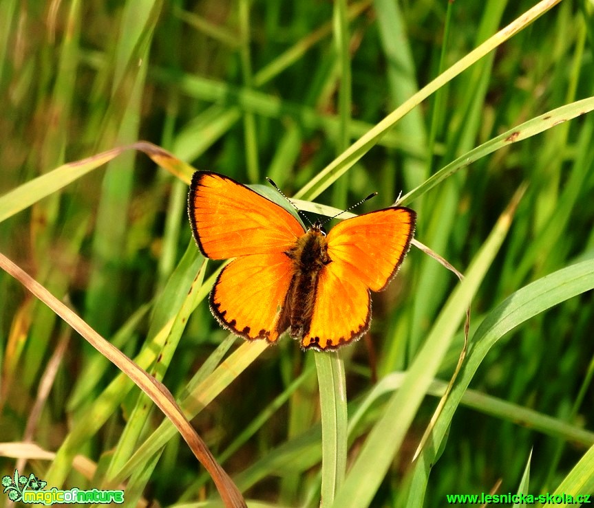 Ohniváček černočárný - Lycaena dispar - Foto Karel Kříž