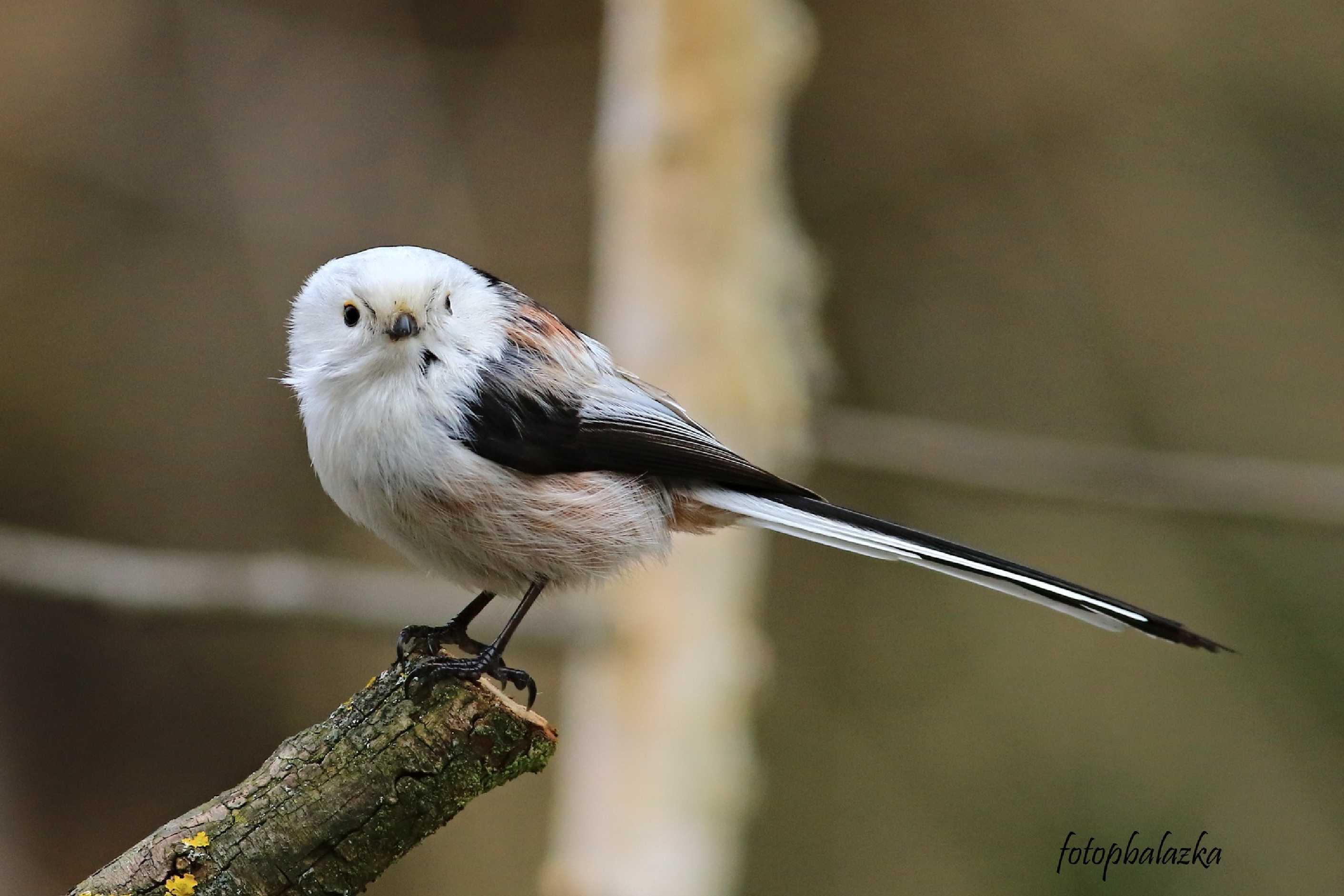 Mlynařík dlouhoocasý - Aegithalos caudatus - Foto Pavel Balazka 0223 (1)