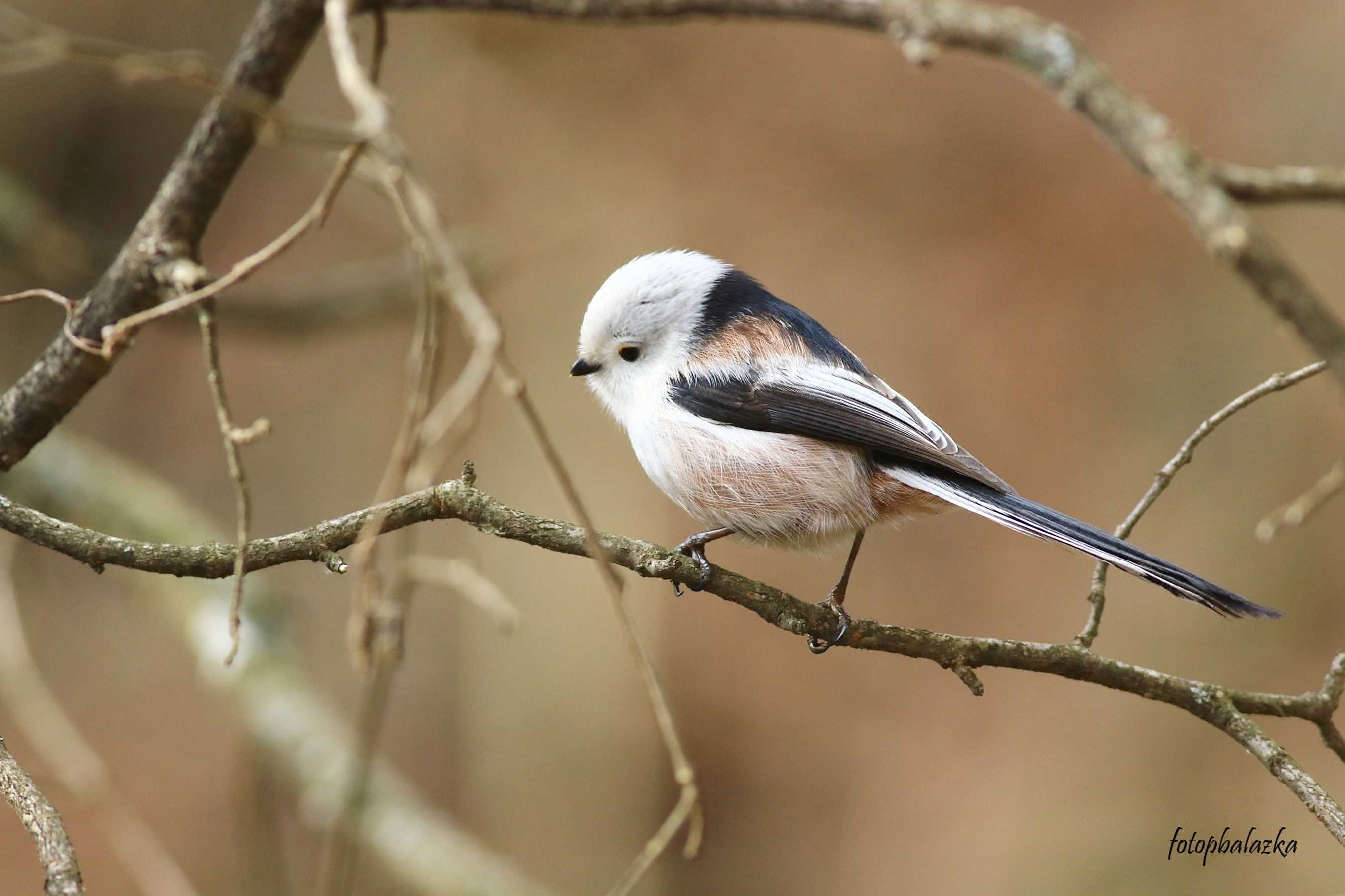 Mlynařík dlouhoocasý - Aegithalos caudatus - Foto Pavel Balazka 0223 (3)