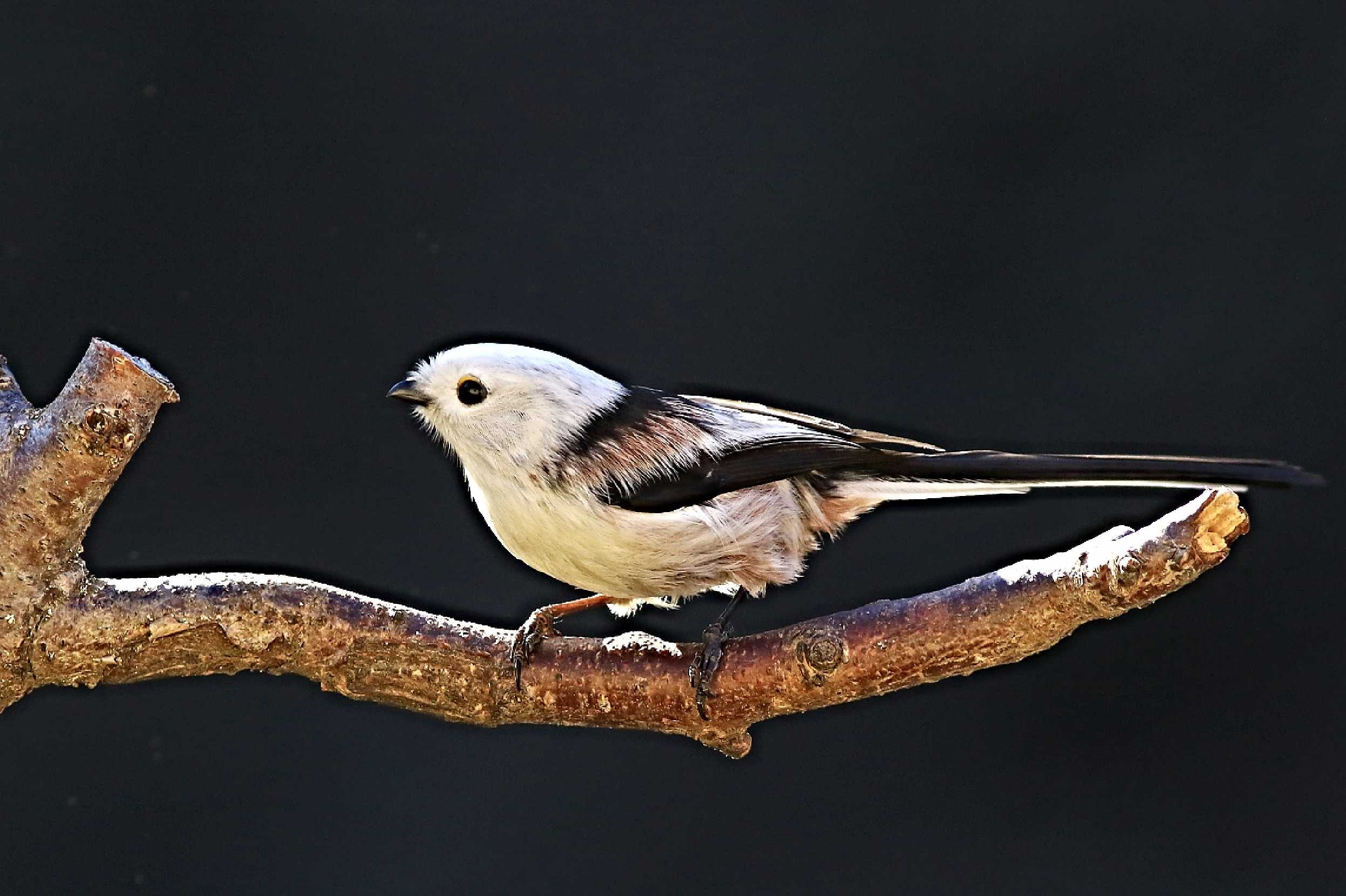 Mlynařík dlouhoocasý - Aegithalos caudatus - Foto Pavel Balazka 0223