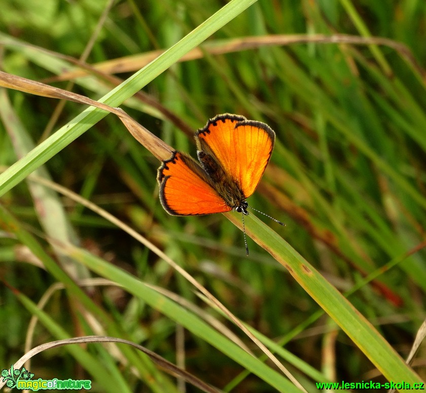 Ohniváček černočárný - Lycaena dispar . Foto Karel Kříž (1)