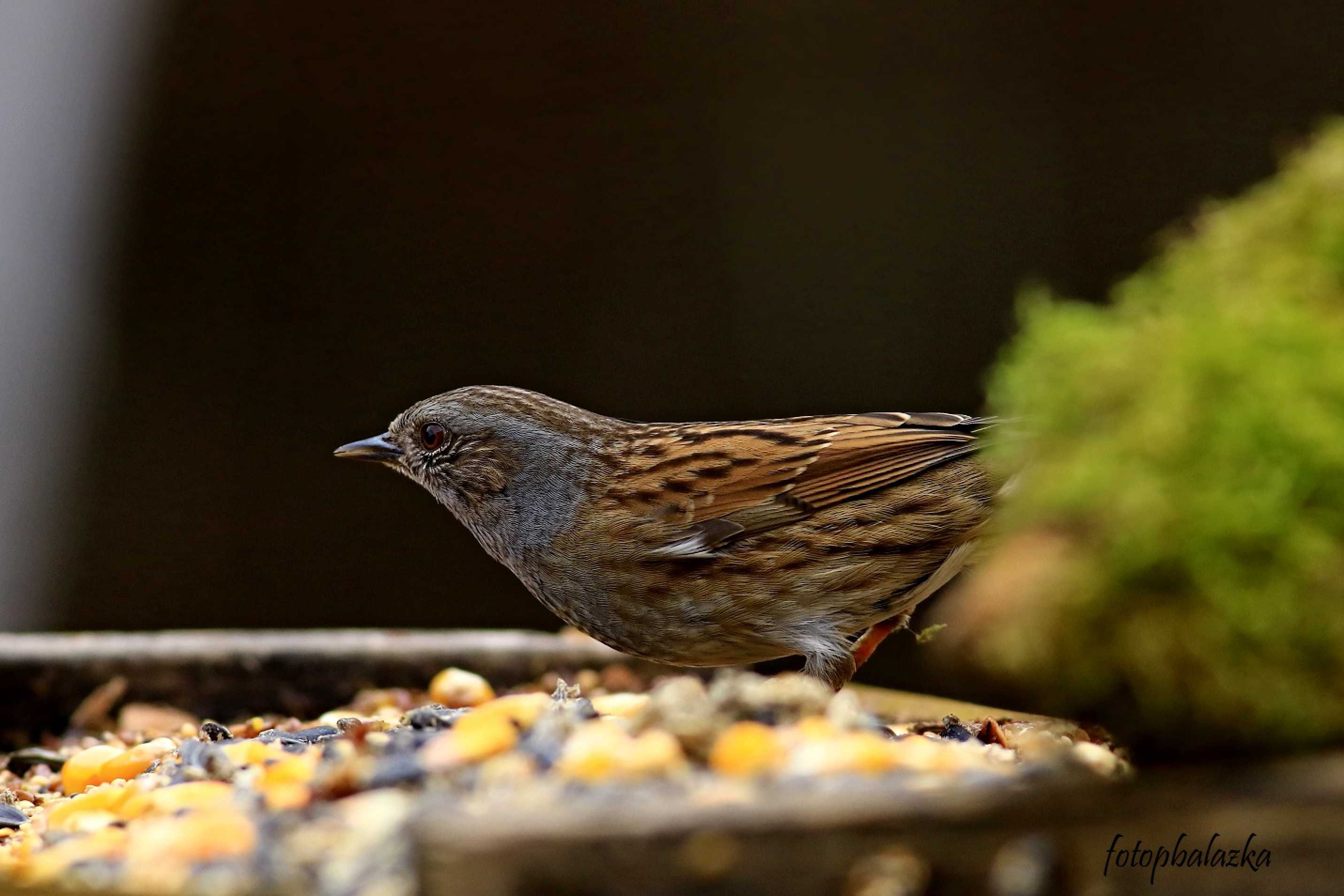 Pěvuška modrá - Prunella modularis - Foto Pavel Balazka 0223 (1)