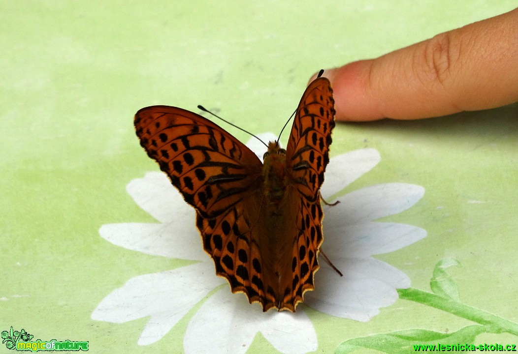 Perleťovec stříbropásek - Argynnis paphia - Foto  Karel Kříž (1)