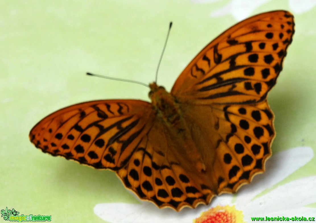 Perleťovec stříbropásek - Argynnis paphia - Foto Karel Kříž (2)