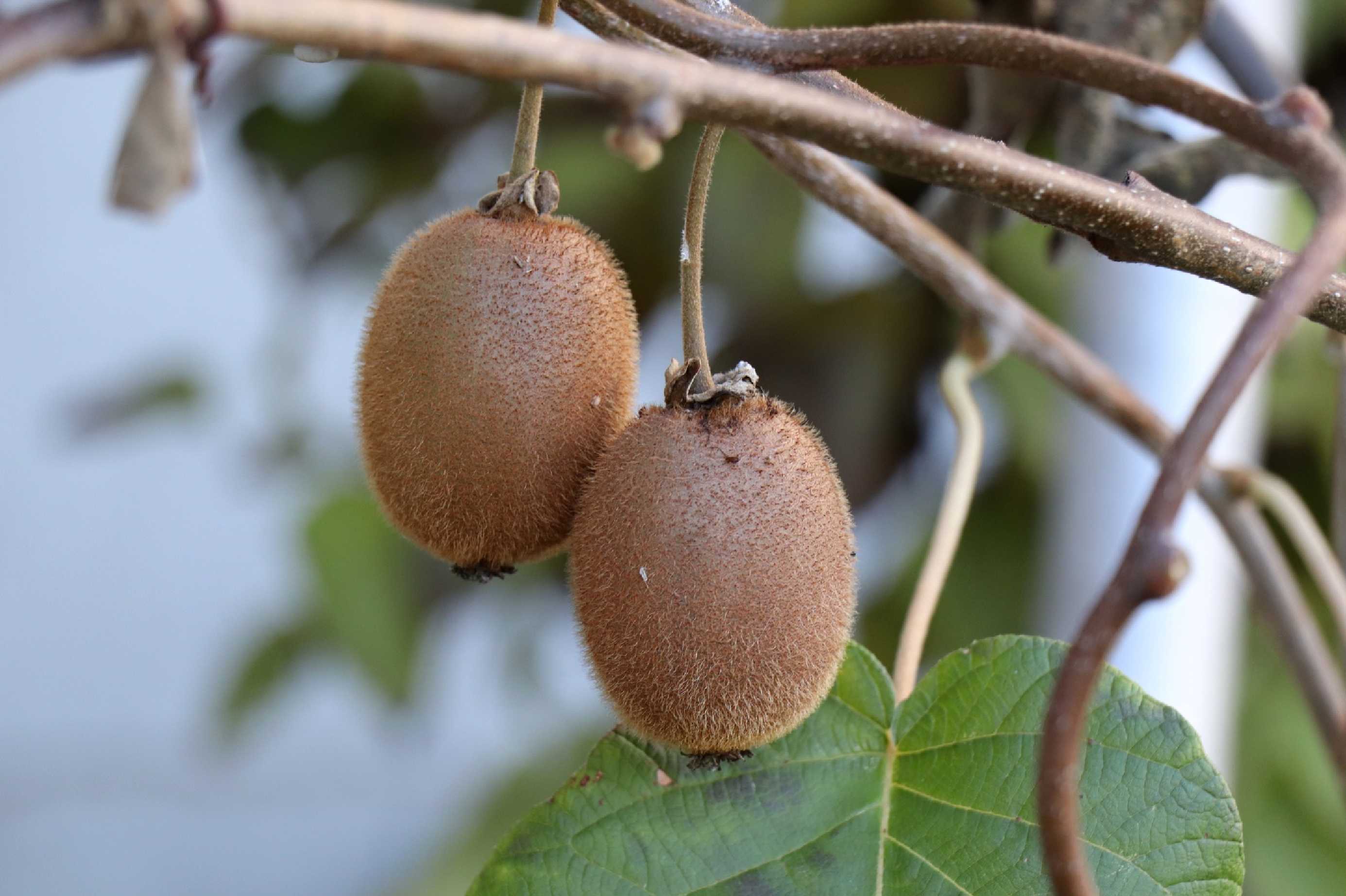 Kiwi - Foto Ras´to Salčík 1222