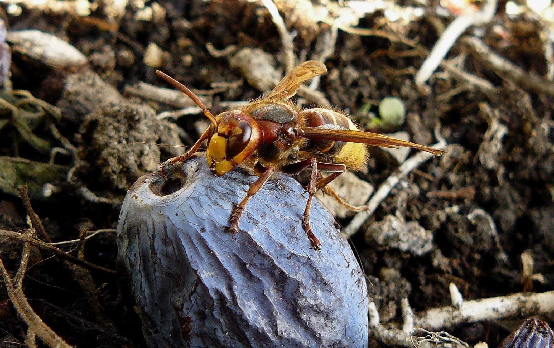 Sršeň obecná - Vespa crabro - Foto Pavel Stančík 0523