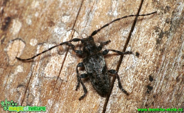 Kozlíček - Pogonocherus decoratus - 5mm - Foto G. Ritschel