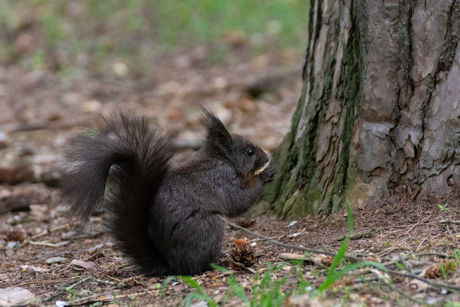 U veverek - Foto Jaroslava Jechová 0423 (4)