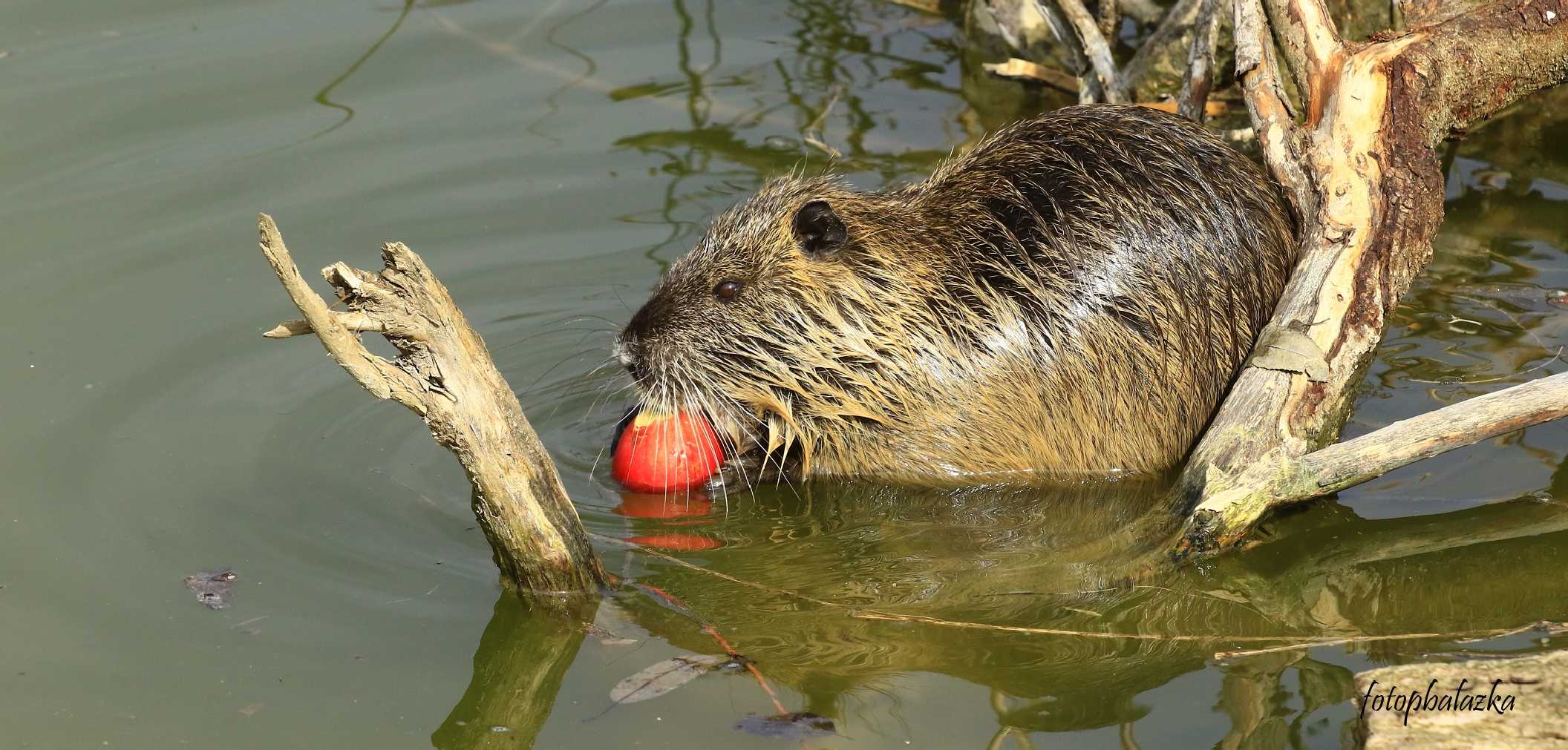 Nutrie říční - Myocastor coypus - Foto Pavel Balazka 0423 (2)