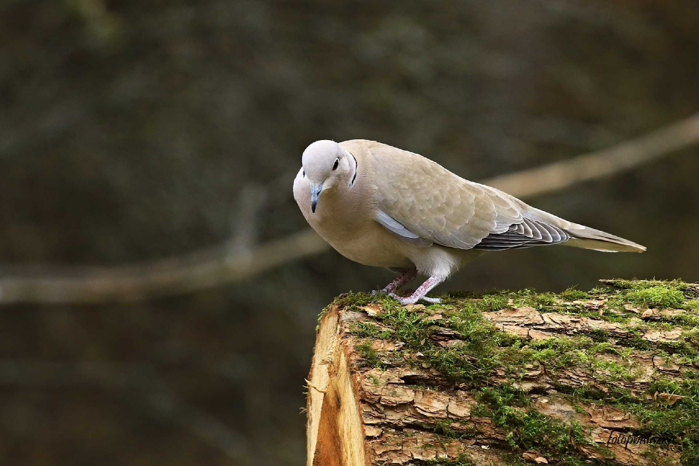 Hrdlička zahradní - Streptopelia decaocto - Foto Pavel Balazka 0423 (3)