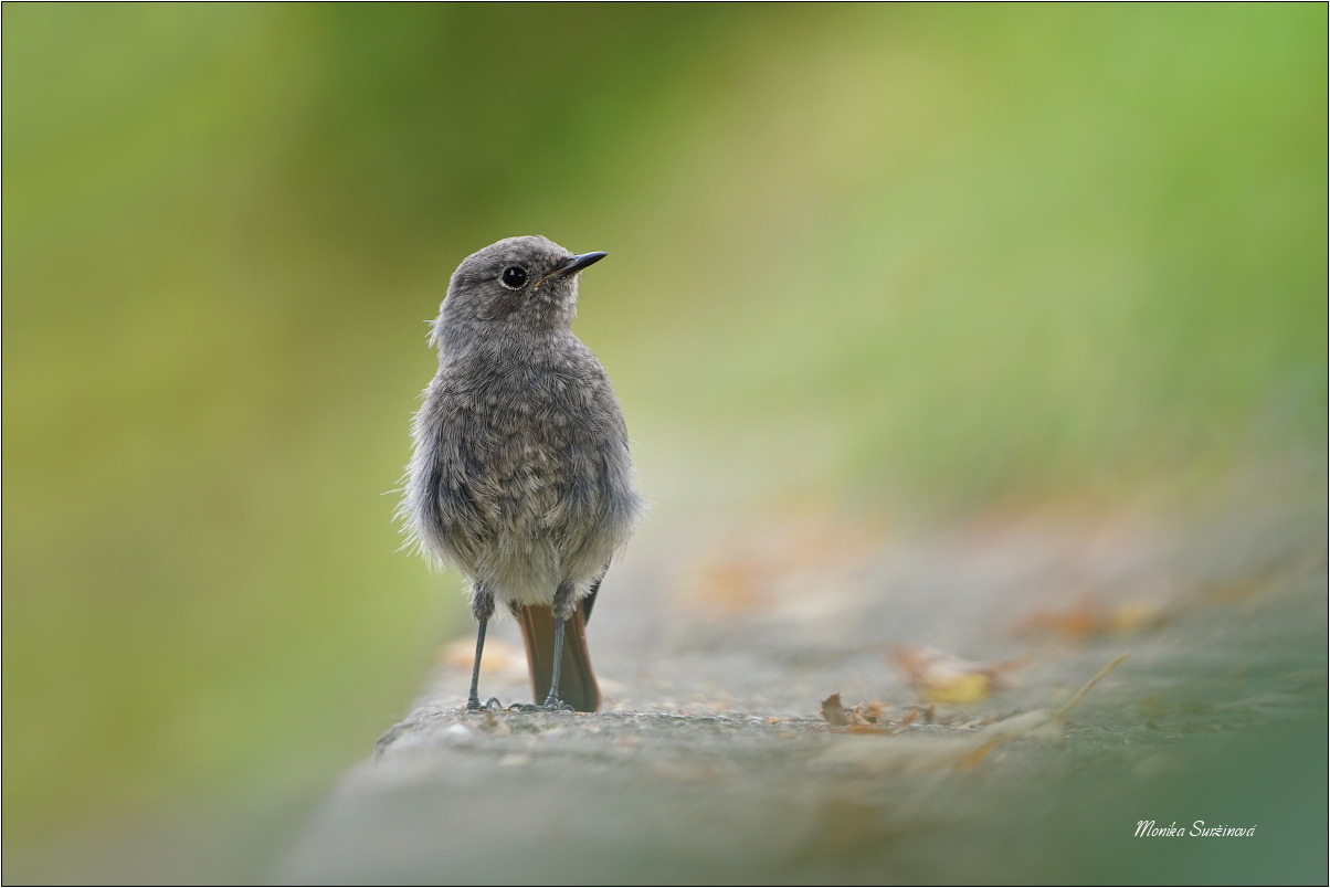 Rehek domácí - Phoenicurus ochruros - Foto Monika Suržinová 0623 (2)