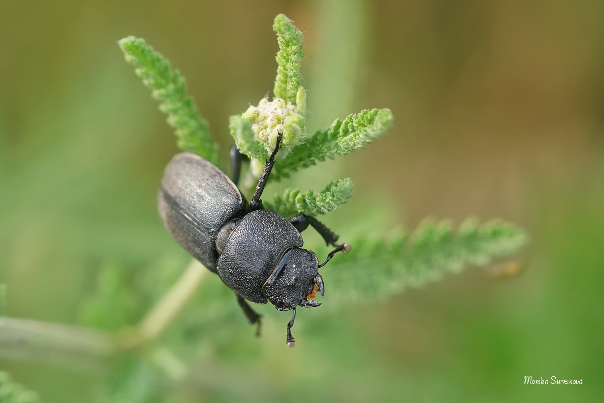 Roháček kozlík - Dorcus parallelipipedus -  Foto Monika Suržinová 0623 (2)