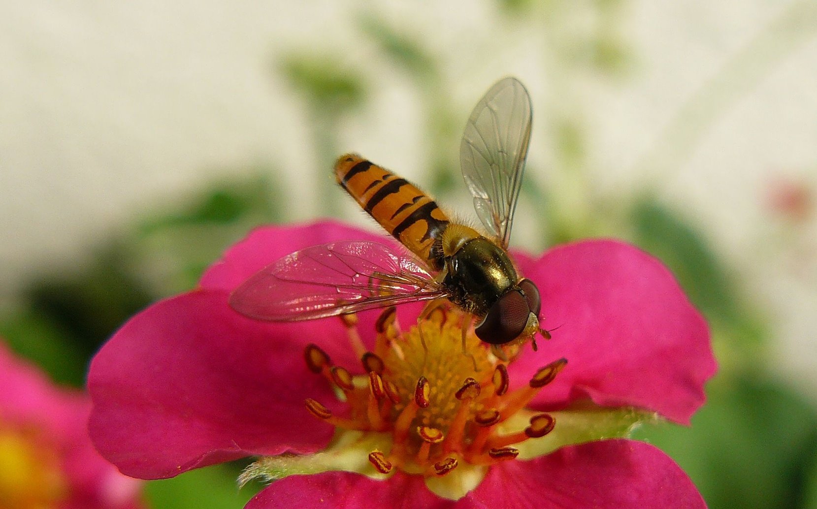 Pestřenka pruhovaná - Episyrphus balteatus - Foto Pavel Stančík 0623