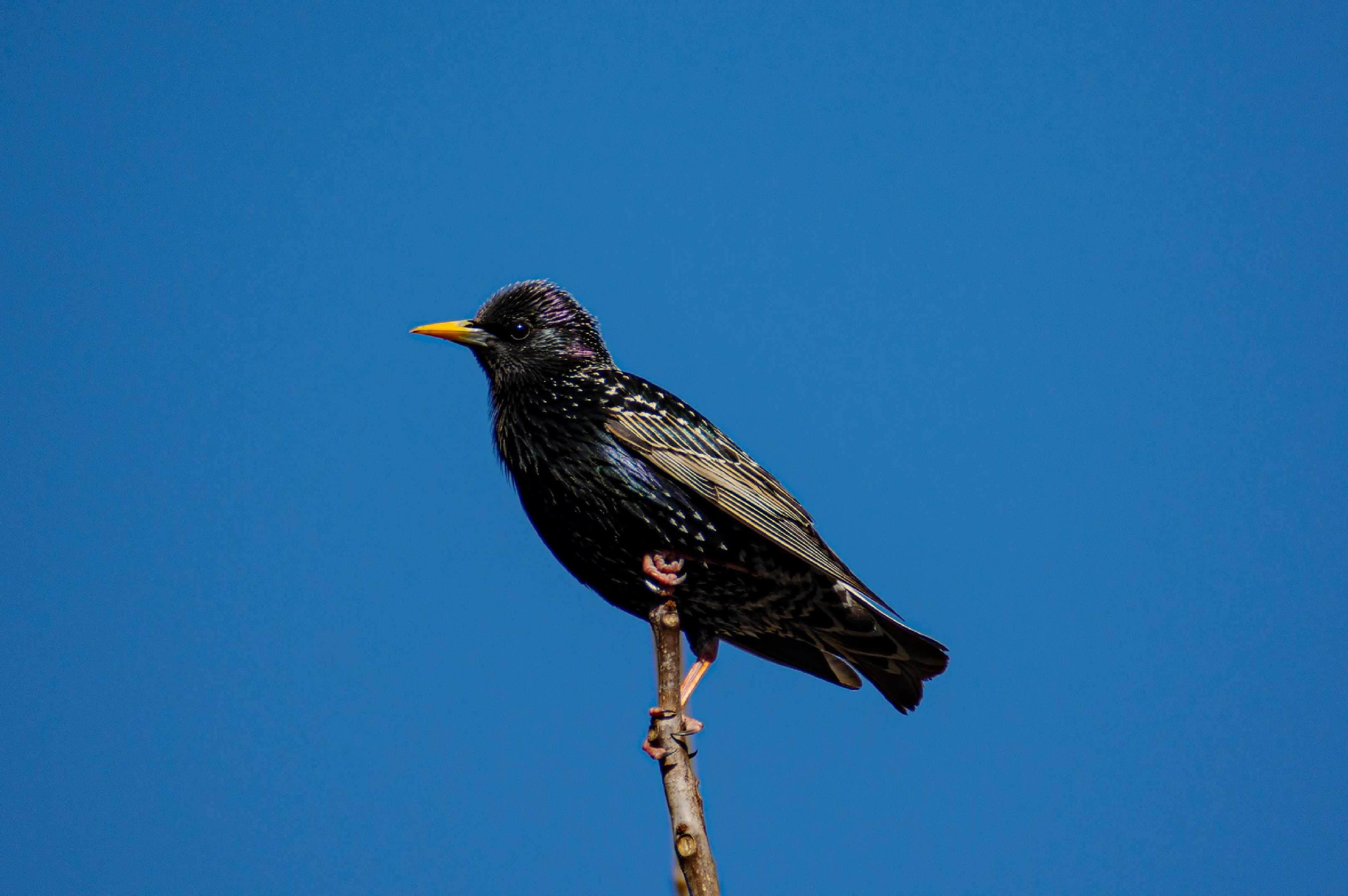 Špaček obecný - Sturnus vulgaris - Foto Jaroslava Jechová 0523