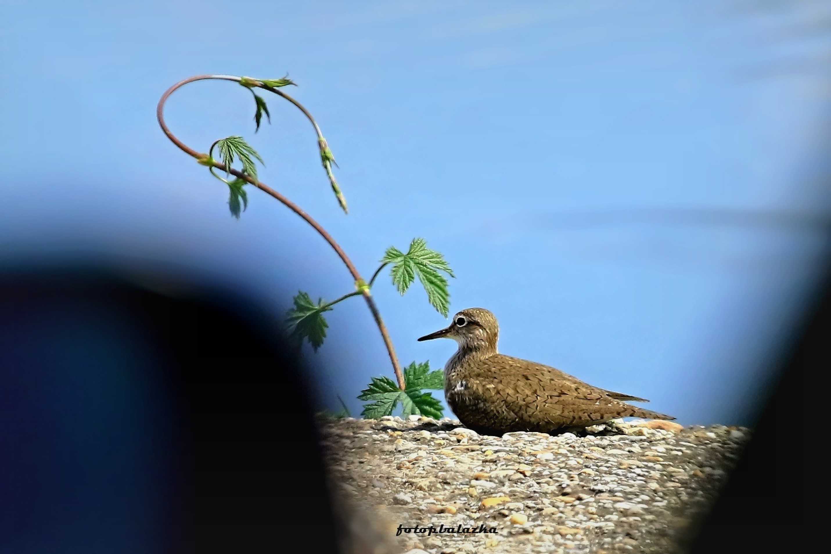 Pisík obecný - Actitis hypoleucos - Foto Pavel Balazka 0423