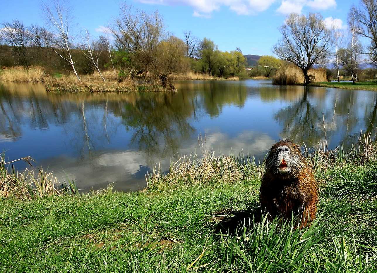 Nutrie říční - Myocastor coypus - Foto Pavel Balazka 0523 (2)