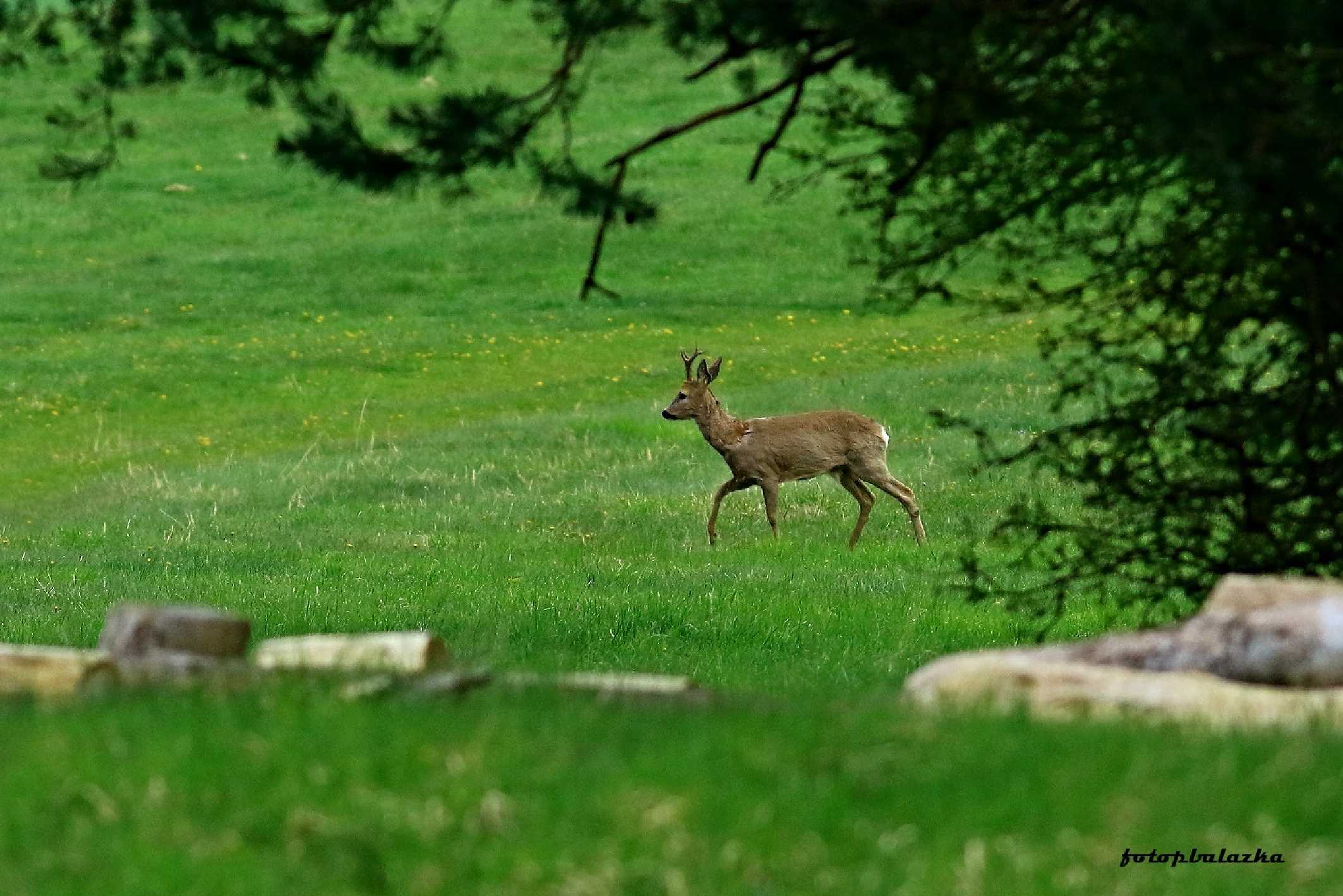 Srnec obecný - Capreolus capreolus - Foto Pavel Balazka 0423